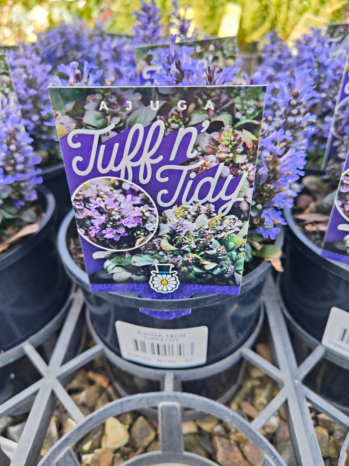 Ajuga reptans Tuff ‘n’ Tidy Plant 14cm 匍匐筋骨草