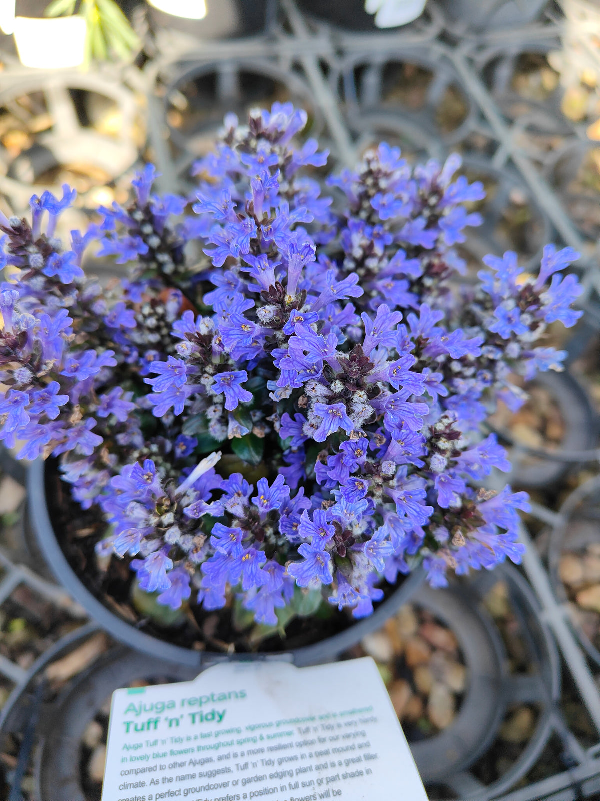 Ajuga reptans Tuff ‘n’ Tidy Plant 14cm 匍匐筋骨草