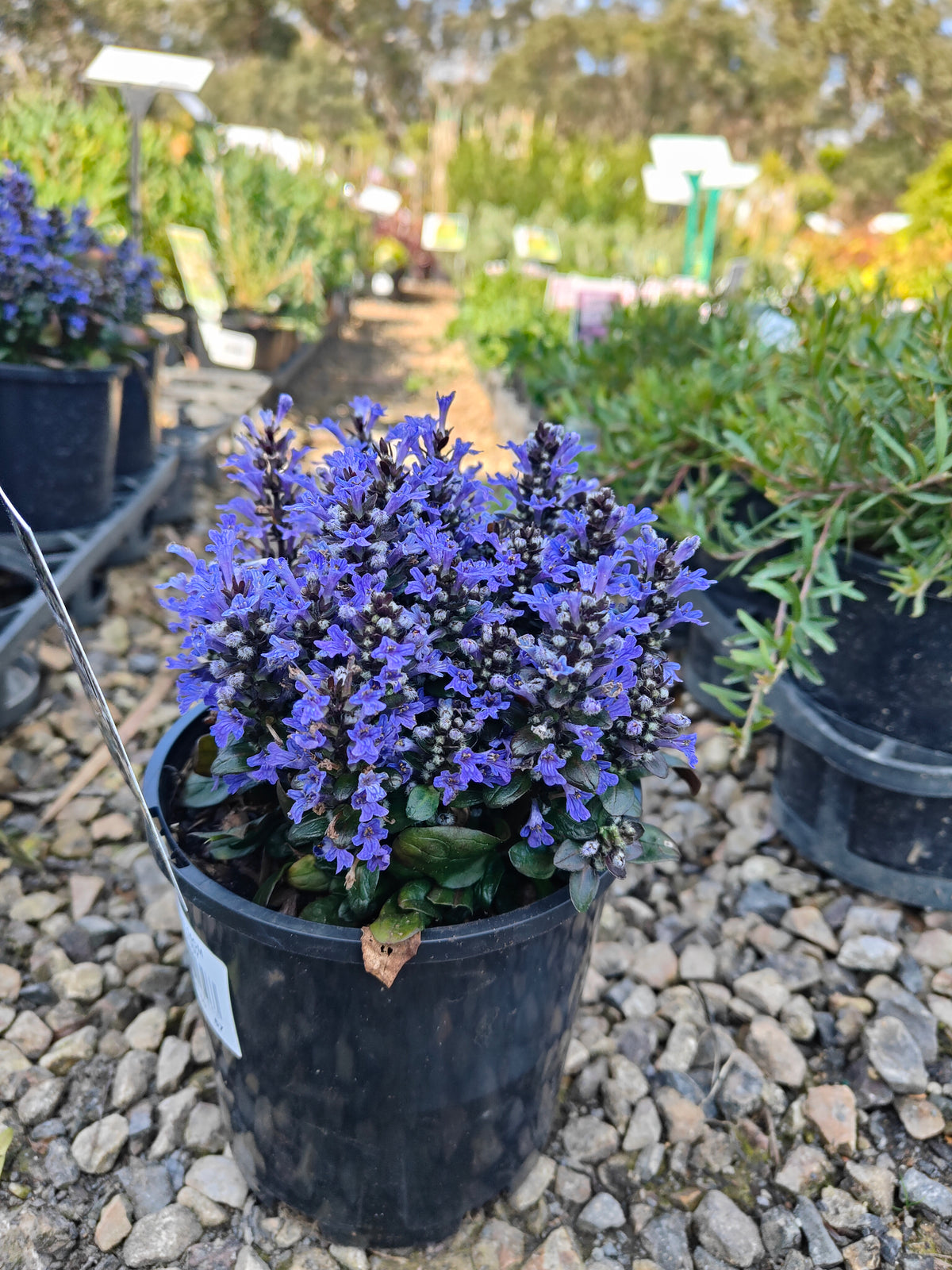 Ajuga reptans Tuff ‘n’ Tidy Plant 14cm 匍匐筋骨草