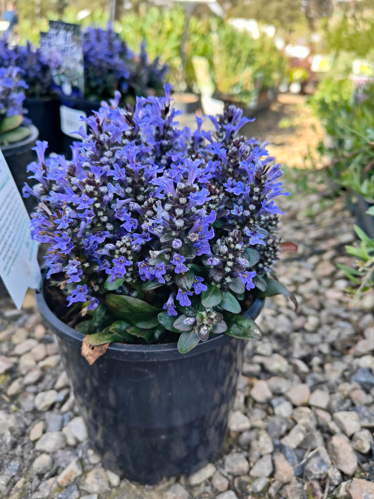 Ajuga reptans Tuff ‘n’ Tidy Plant 14cm 匍匐筋骨草