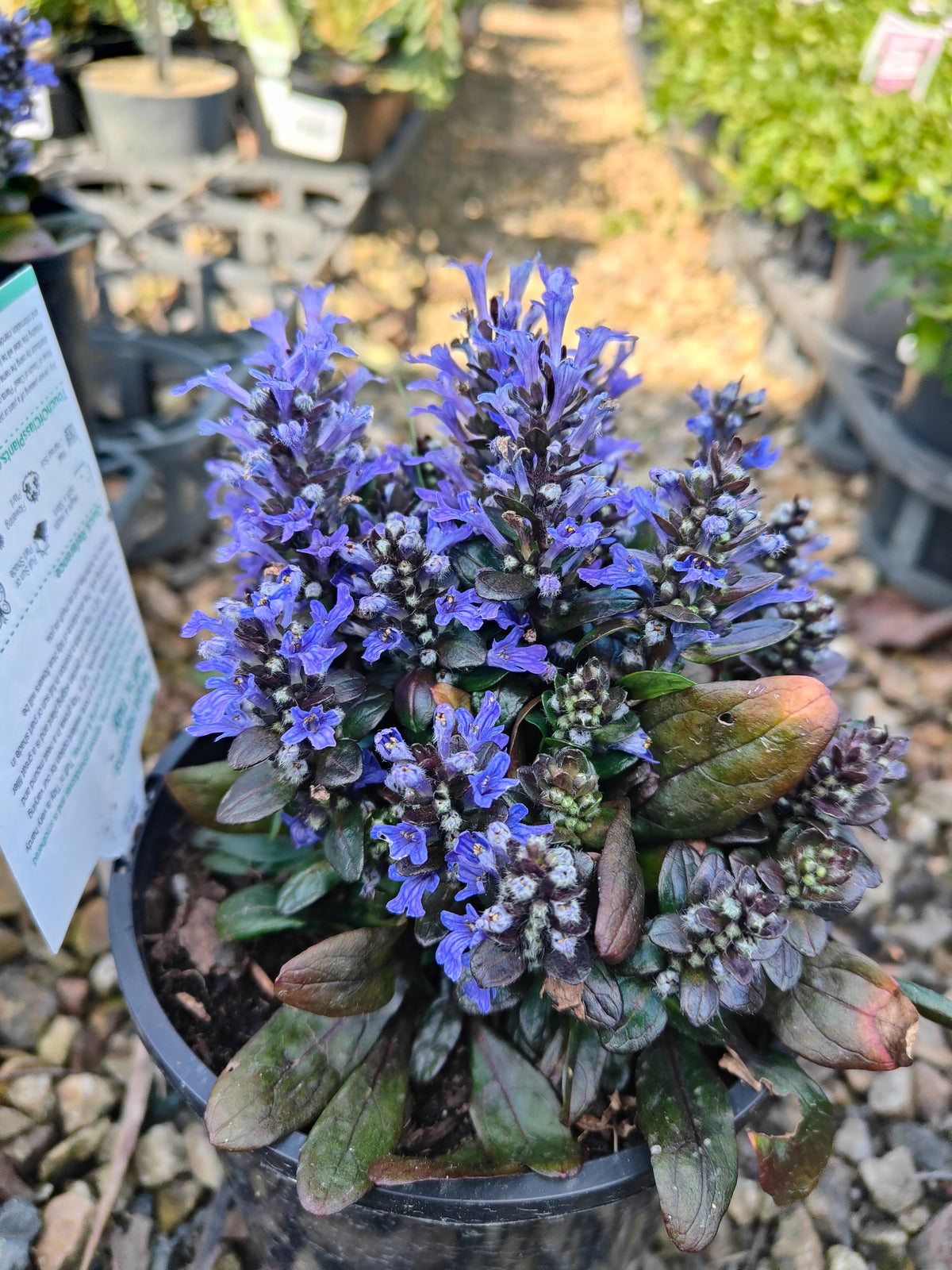 Ajuga reptans Tuff ‘n’ Tidy Plant 14cm 匍匐筋骨草