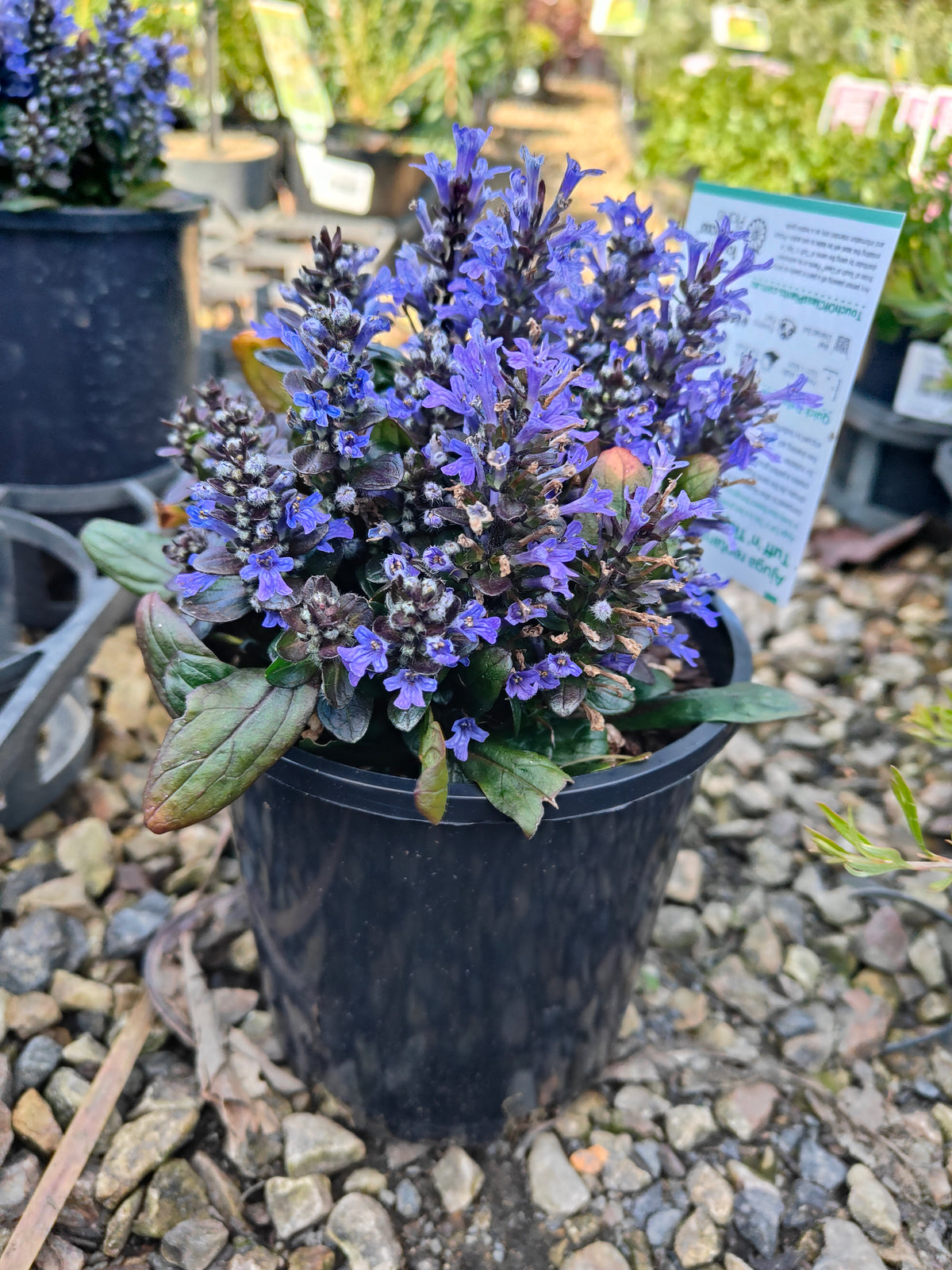 Ajuga reptans Tuff ‘n’ Tidy Plant 14cm 匍匐筋骨草