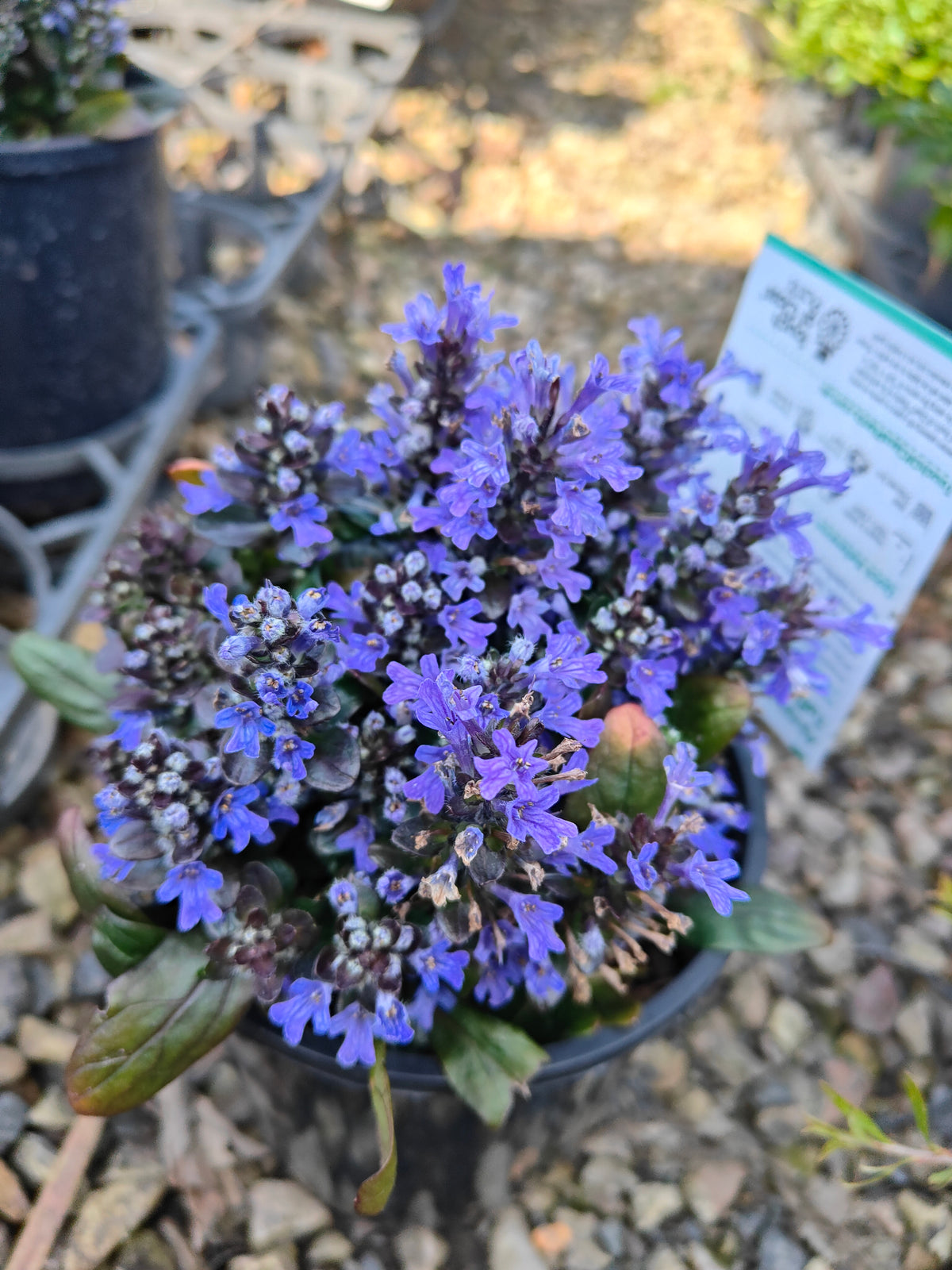 Ajuga reptans Tuff ‘n’ Tidy Plant 14cm 匍匐筋骨草