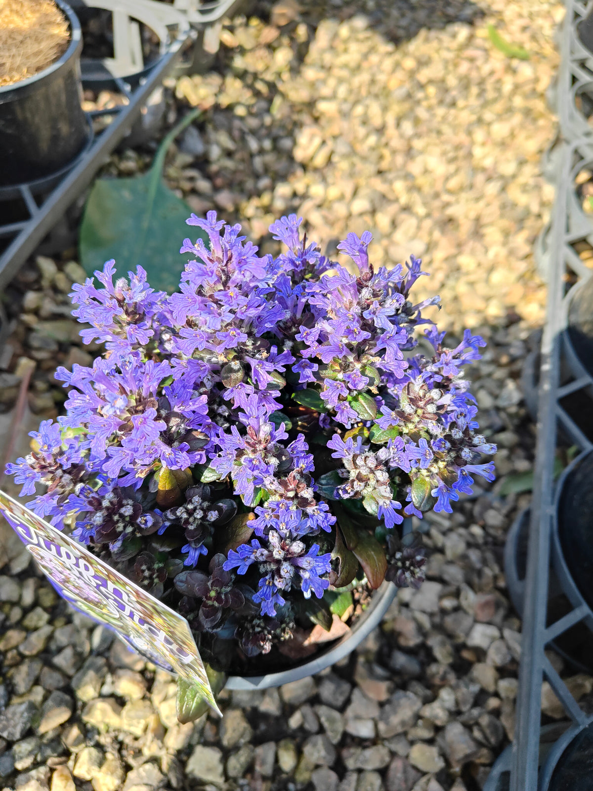 Ajuga reptans Tuff ‘n’ Tidy Plant 14cm 匍匐筋骨草