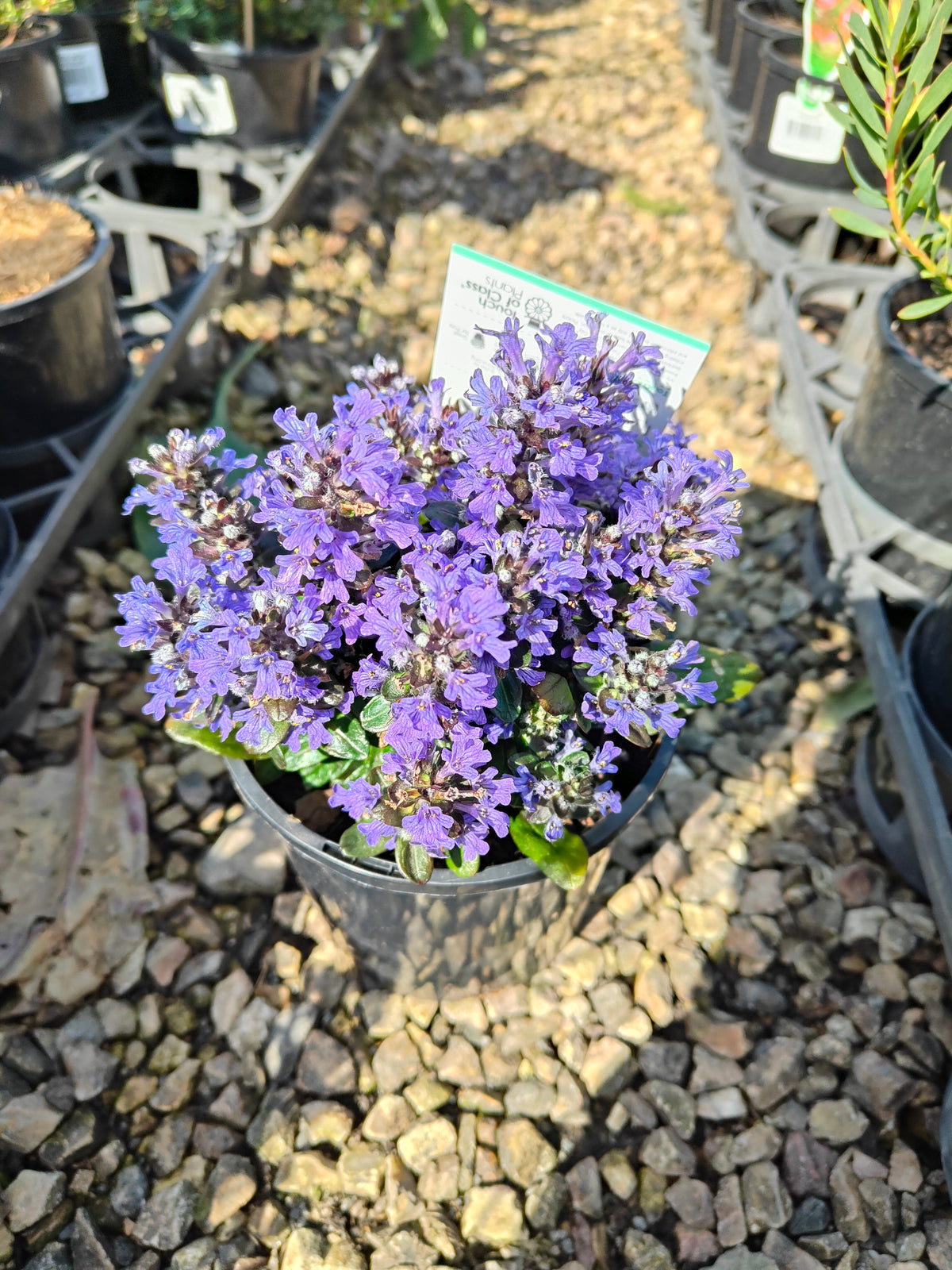 Ajuga reptans Tuff ‘n’ Tidy Plant 14cm 匍匐筋骨草