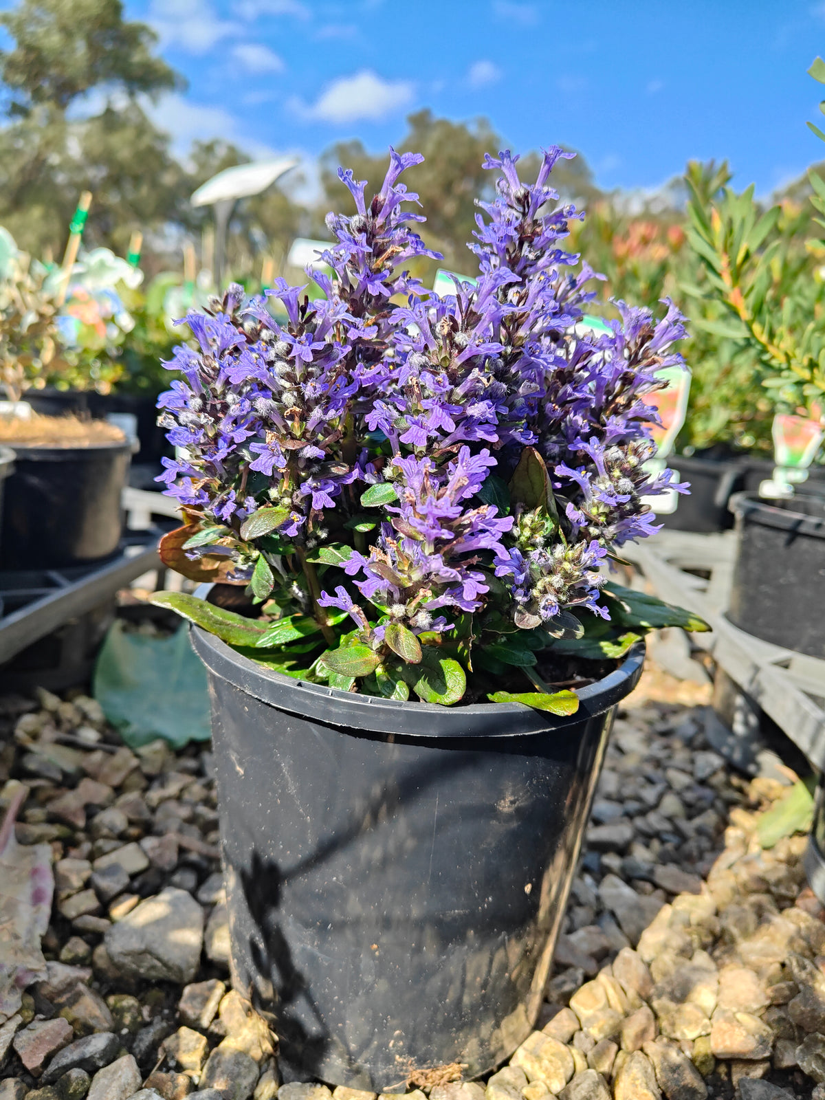 Ajuga reptans Tuff ‘n’ Tidy Plant 14cm 匍匐筋骨草