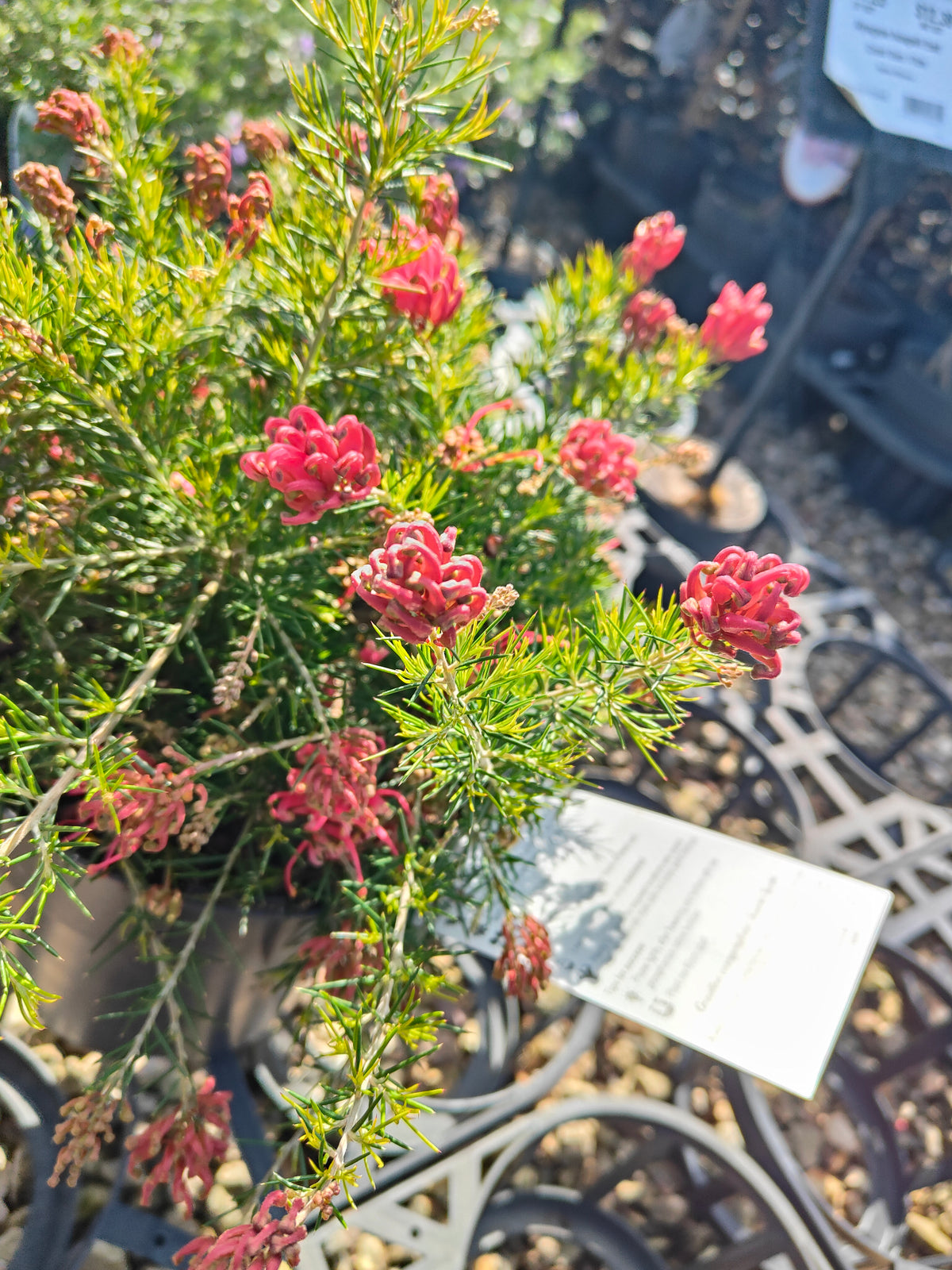 PL0024 Scarlet Sprite, Rosemary Grevillea, Grevillea rosmarinifolia 猩红精灵,  迷迭香叶银桦, 迷迭香叶银桦 Pot Size: 20 cm