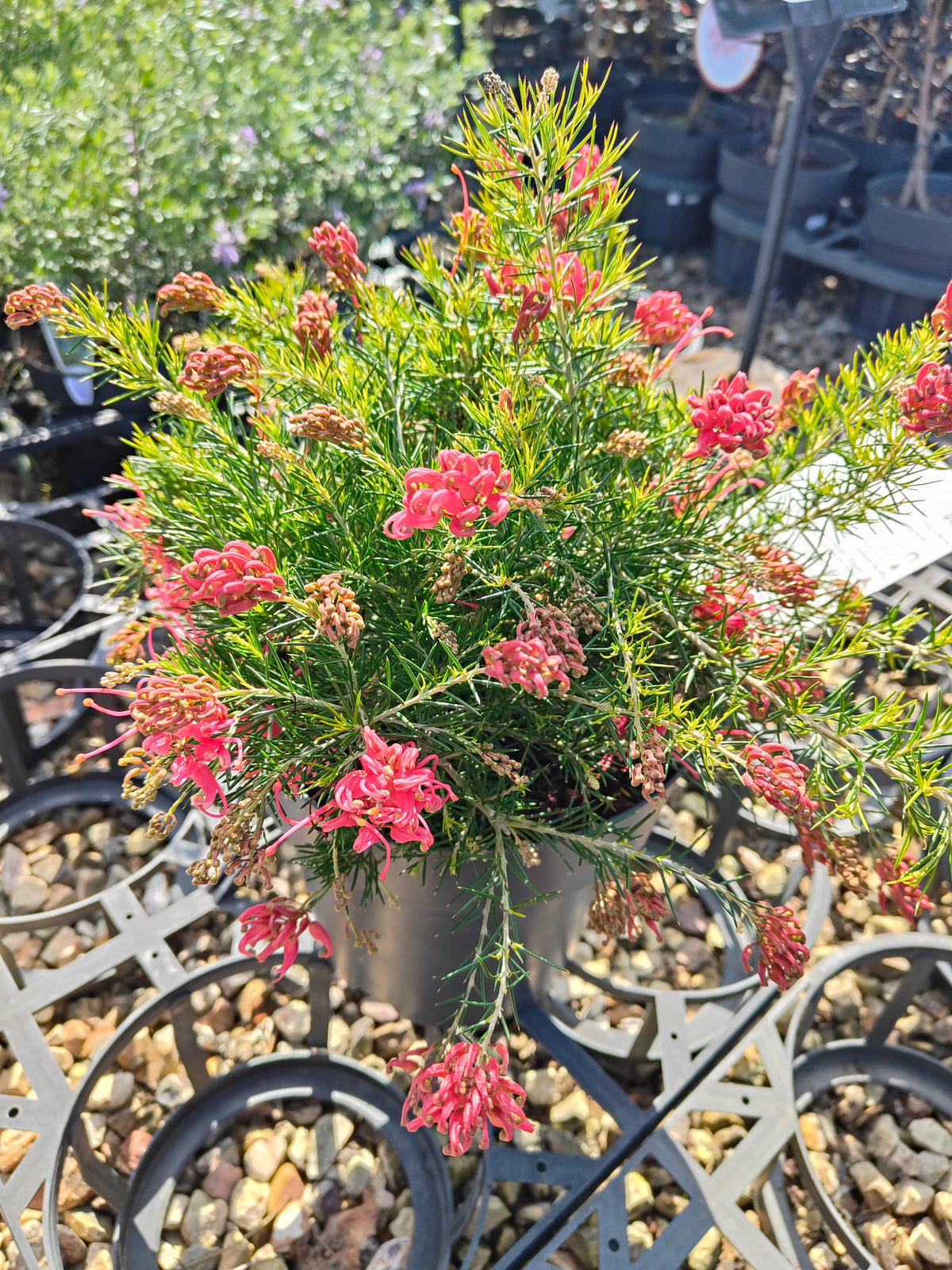PL0024 Scarlet Sprite, Rosemary Grevillea, Grevillea rosmarinifolia 猩红精灵,  迷迭香叶银桦, 迷迭香叶银桦 Pot Size: 20 cm