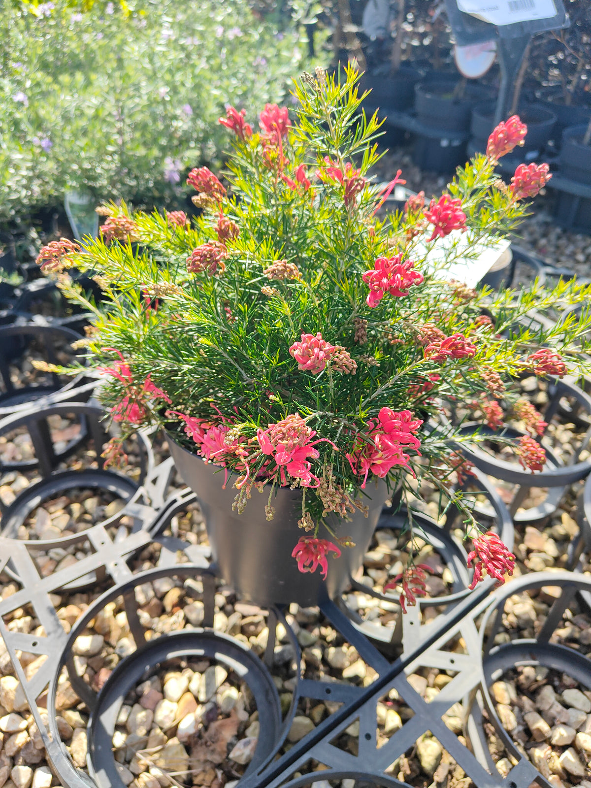 PL0024 Scarlet Sprite, Rosemary Grevillea, Grevillea rosmarinifolia 猩红精灵,  迷迭香叶银桦, 迷迭香叶银桦 Pot Size: 20 cm