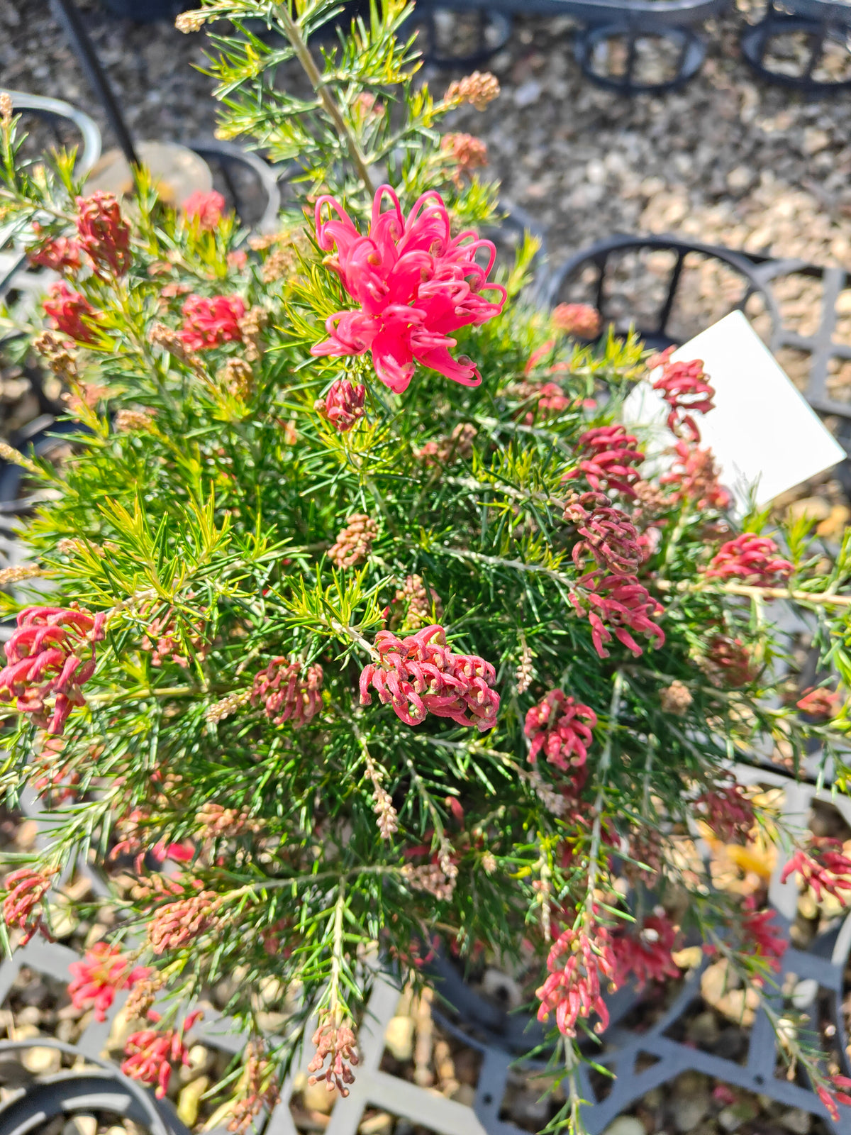 PL0024 Scarlet Sprite, Rosemary Grevillea, Grevillea rosmarinifolia 猩红精灵,  迷迭香叶银桦, 迷迭香叶银桦 Pot Size: 20 cm