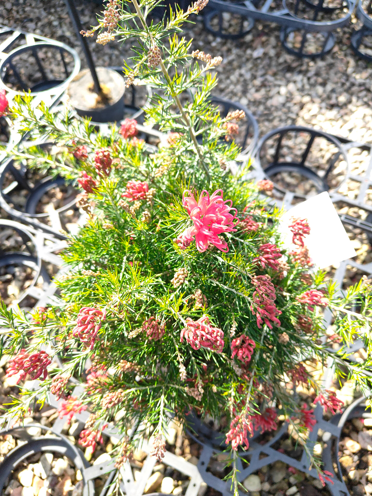 PL0024 Scarlet Sprite, Rosemary Grevillea, Grevillea rosmarinifolia 猩红精灵,  迷迭香叶银桦, 迷迭香叶银桦 Pot Size: 20 cm
