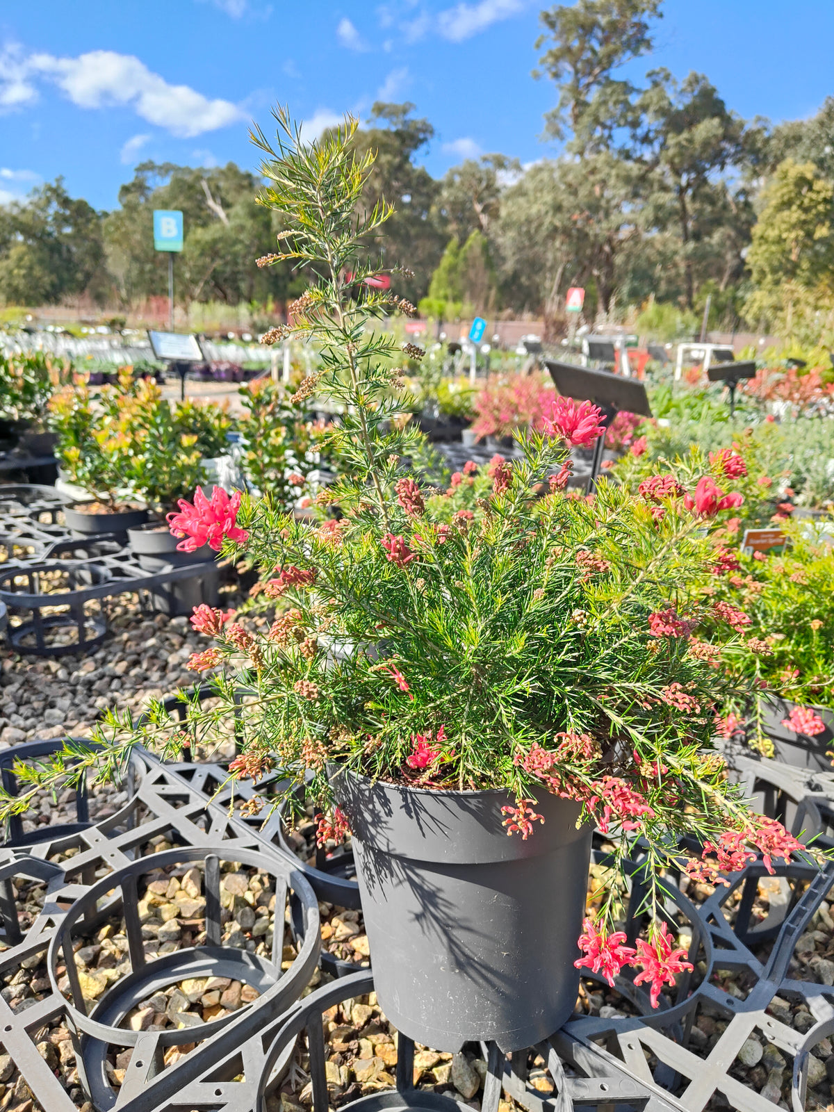 PL0024 Scarlet Sprite, Rosemary Grevillea, Grevillea rosmarinifolia 猩红精灵,  迷迭香叶银桦, 迷迭香叶银桦 Pot Size: 20 cm