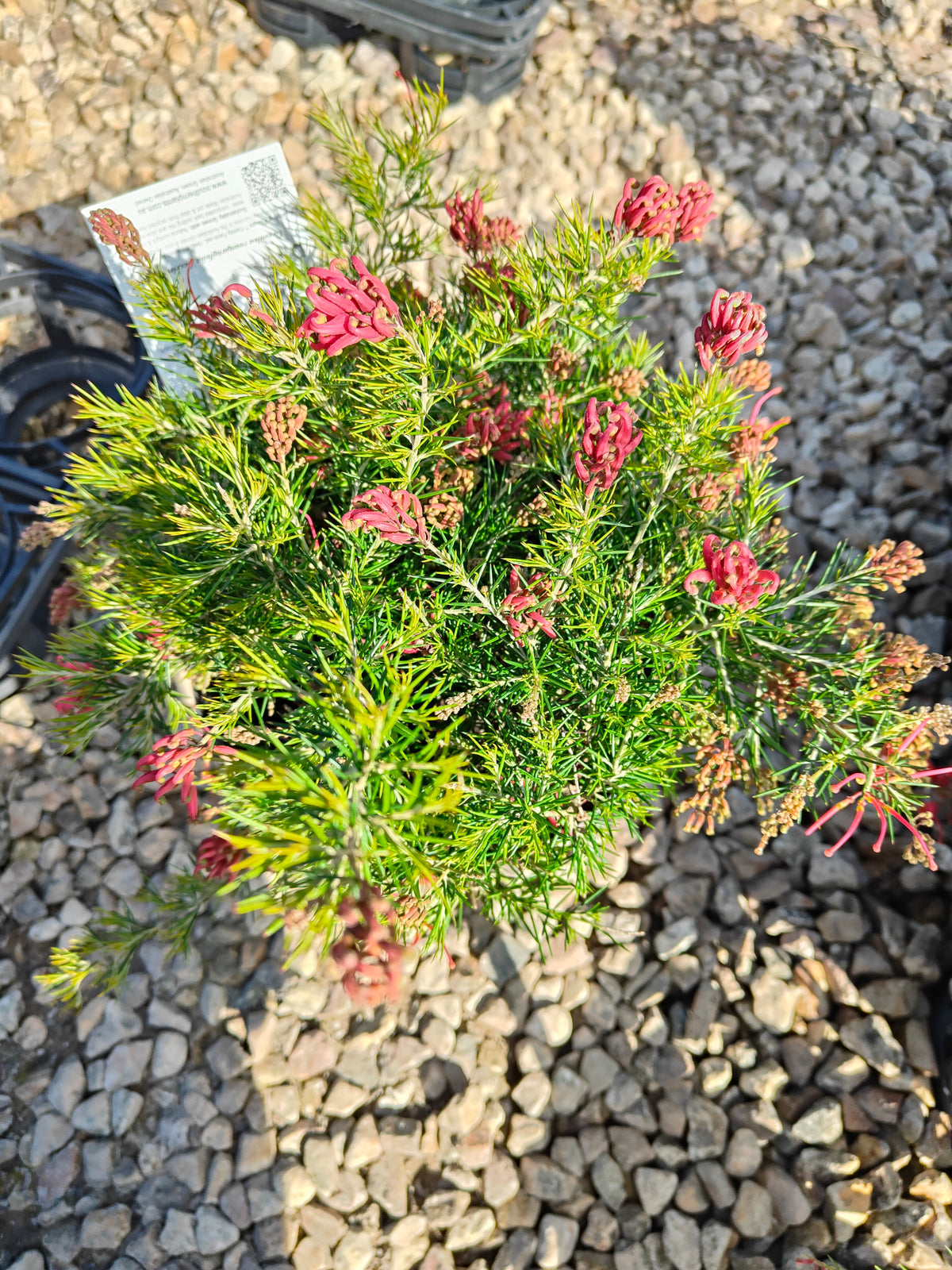 PL0024 Scarlet Sprite, Rosemary Grevillea, Grevillea rosmarinifolia 猩红精灵,  迷迭香叶银桦, 迷迭香叶银桦 Pot Size: 20 cm