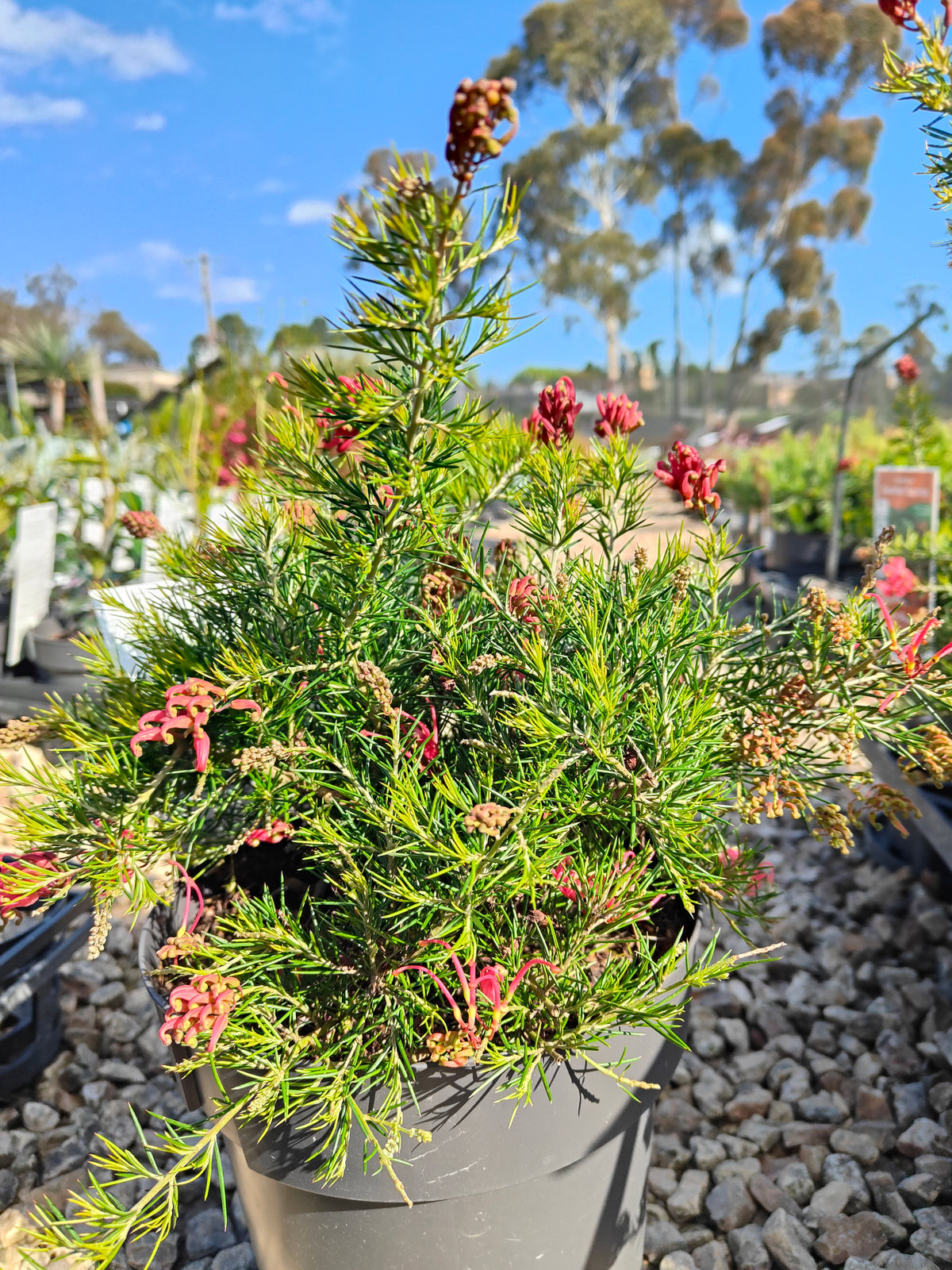 PL0024 Scarlet Sprite, Rosemary Grevillea, Grevillea rosmarinifolia 猩红精灵,  迷迭香叶银桦, 迷迭香叶银桦 Pot Size: 20 cm