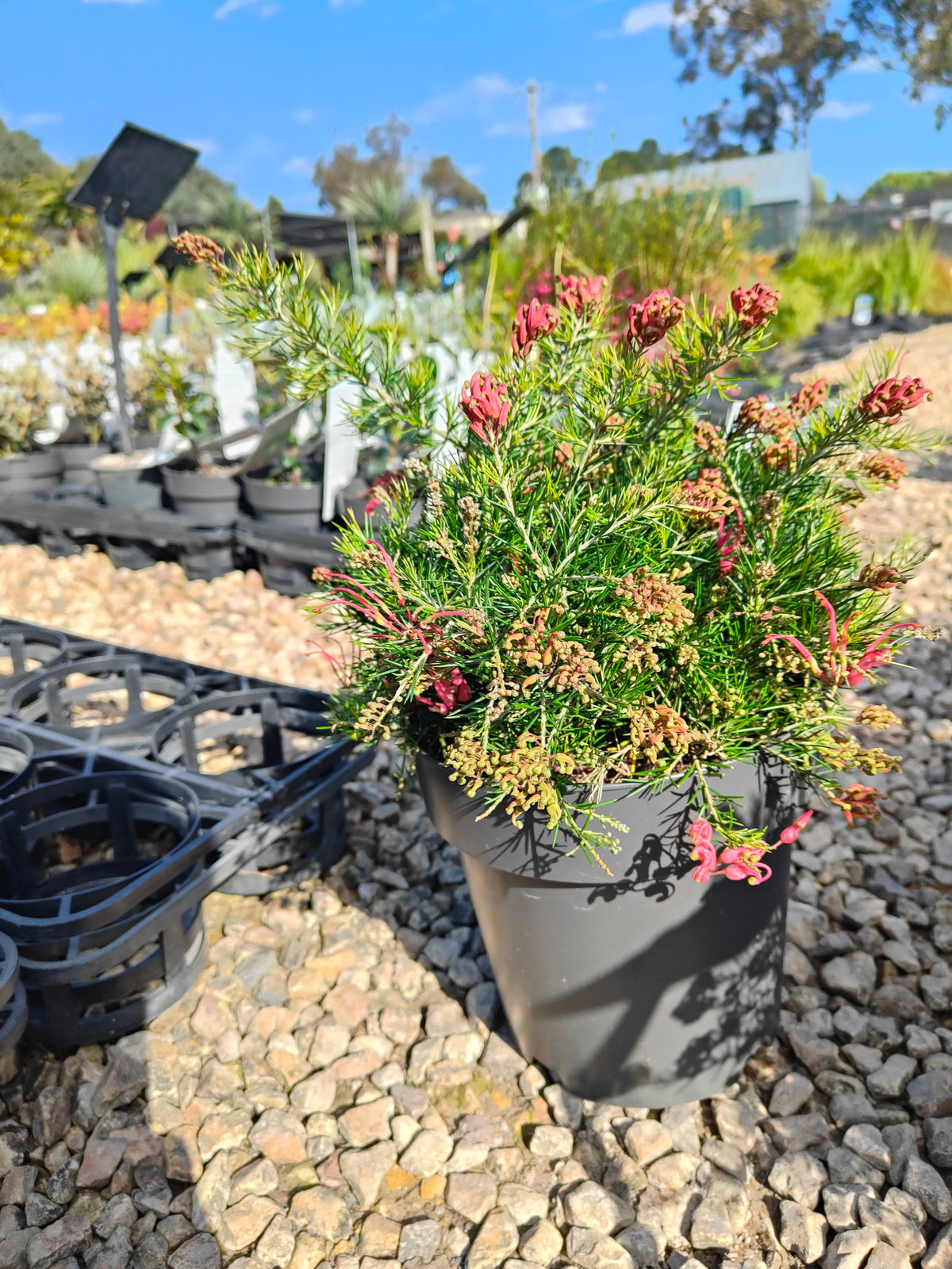 PL0024 Scarlet Sprite, Rosemary Grevillea, Grevillea rosmarinifolia 猩红精灵,  迷迭香叶银桦, 迷迭香叶银桦 Pot Size: 20 cm