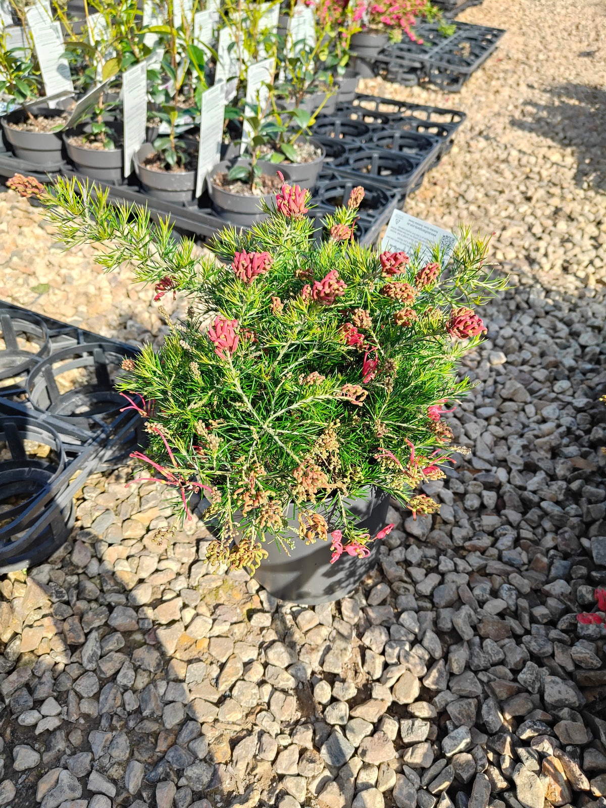 PL0024 Scarlet Sprite, Rosemary Grevillea, Grevillea rosmarinifolia 猩红精灵,  迷迭香叶银桦, 迷迭香叶银桦 Pot Size: 20 cm