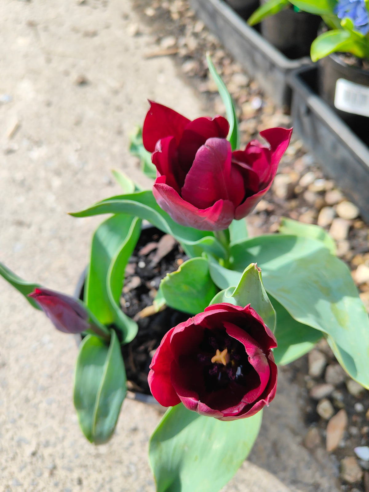 PL0043 Tulip, Tulipa hybrida Ronaldo,  郁金香  Pot Size: 14 cm