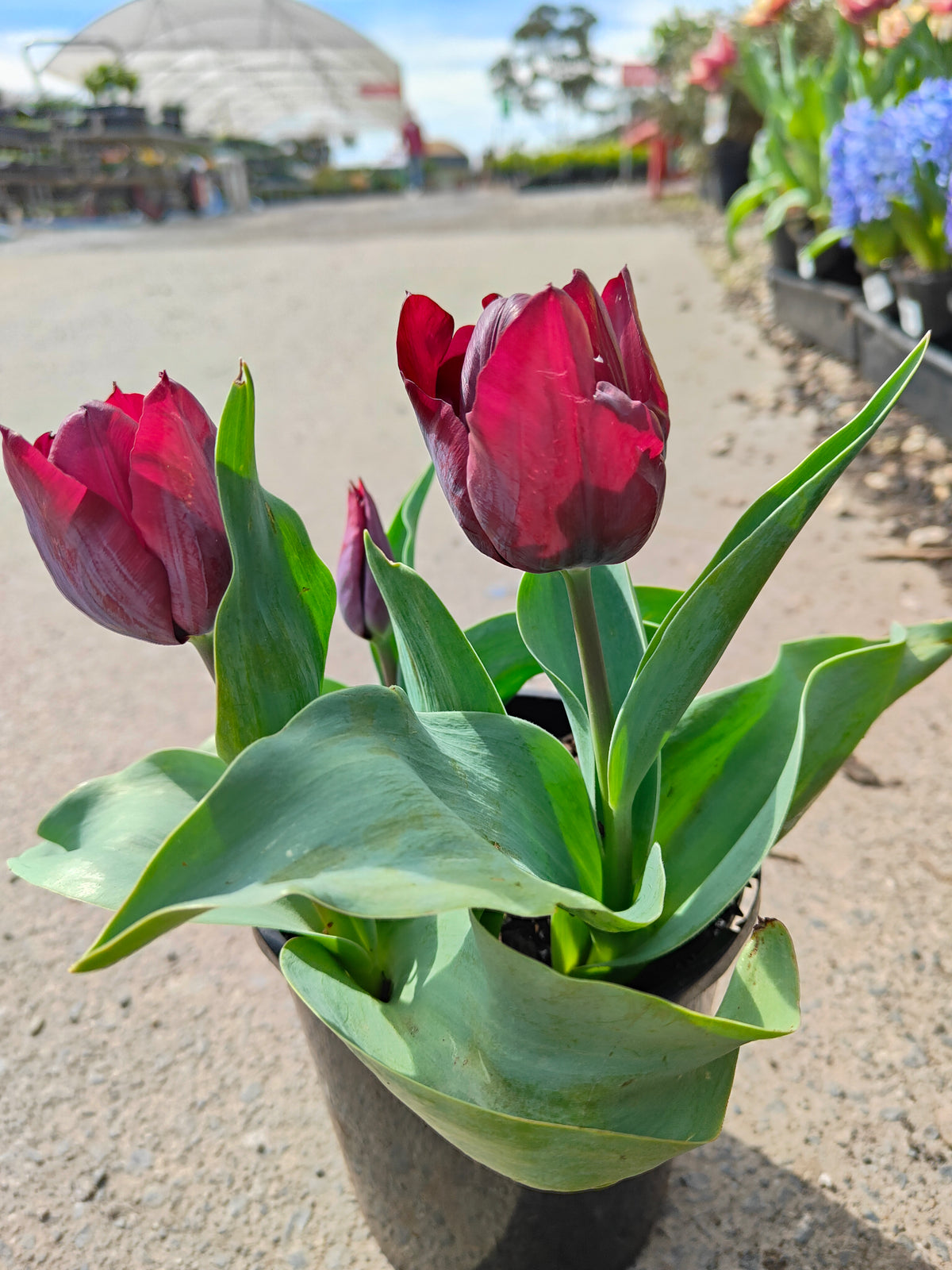 PL0043 Tulip, Tulipa hybrida Ronaldo,  郁金香  Pot Size: 14 cm