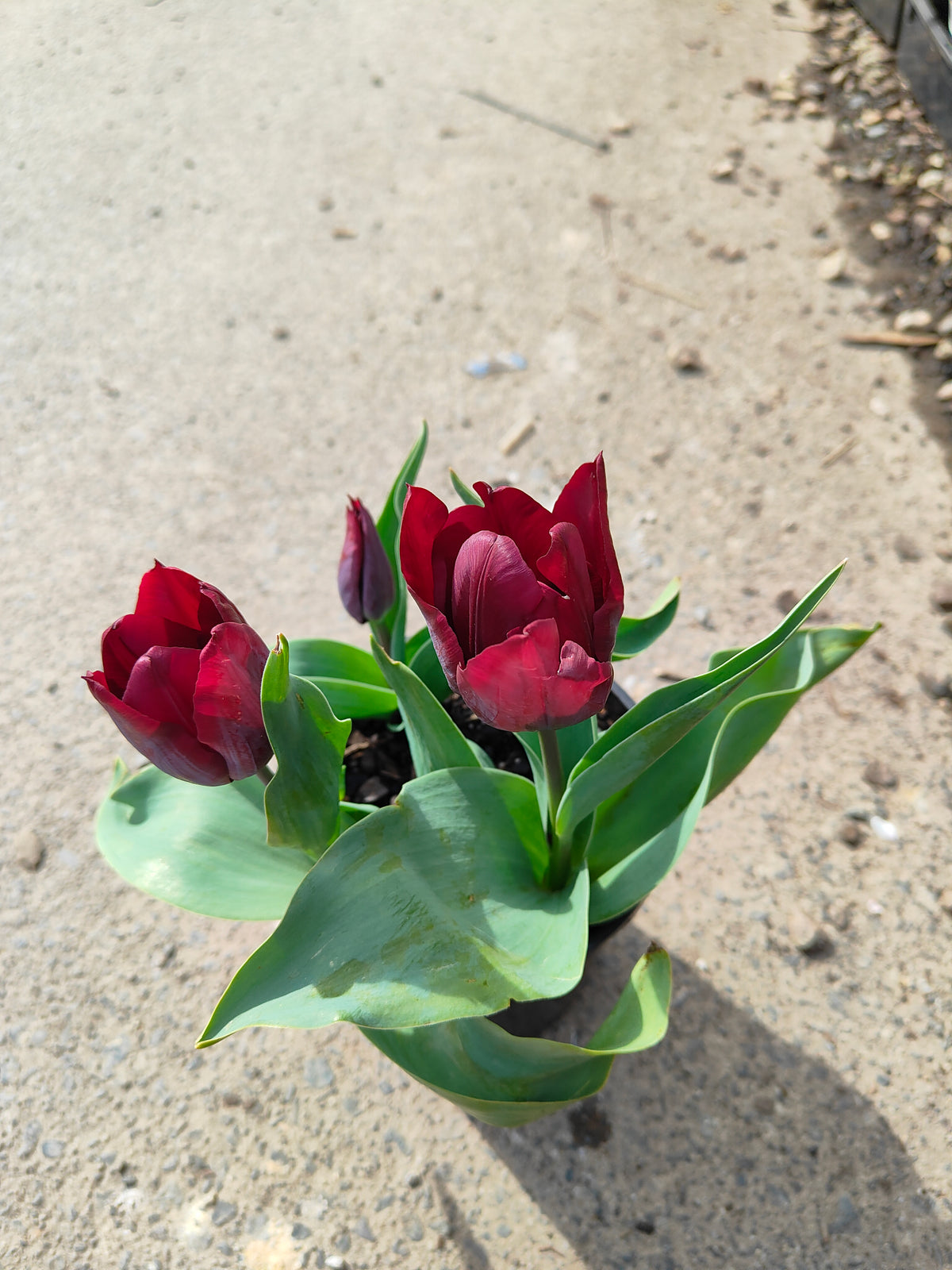 PL0043 Tulip, Tulipa hybrida Ronaldo,  郁金香  Pot Size: 14 cm
