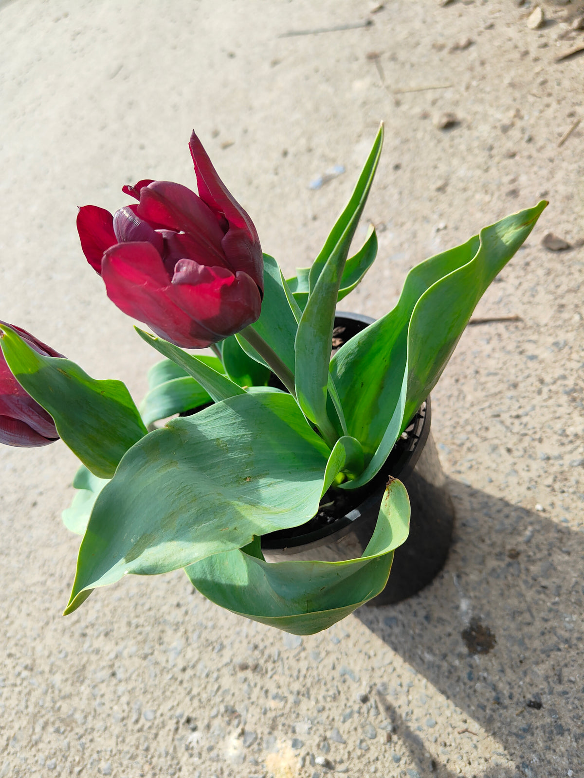 PL0043 Tulip, Tulipa hybrida Ronaldo,  郁金香  Pot Size: 14 cm