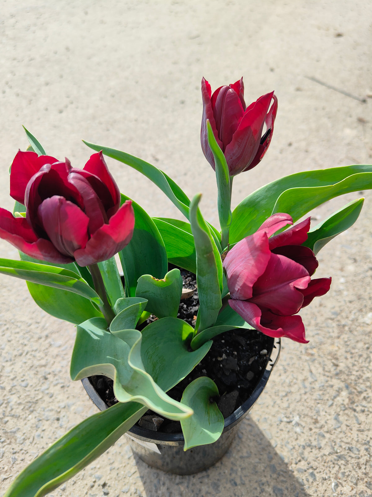 PL0043 Tulip, Tulipa hybrida Ronaldo,  郁金香  Pot Size: 14 cm