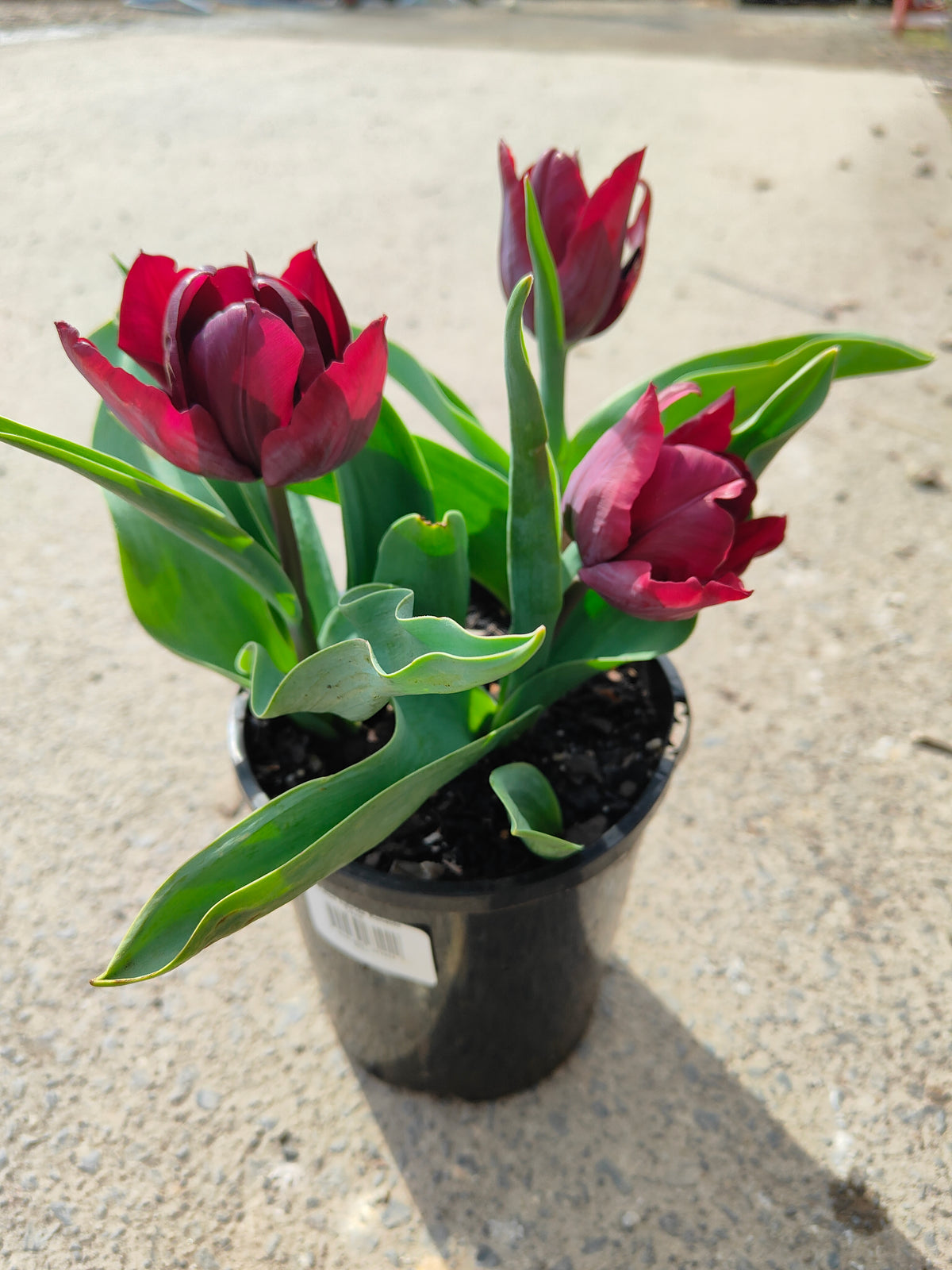 PL0043 Tulip, Tulipa hybrida Ronaldo,  郁金香  Pot Size: 14 cm