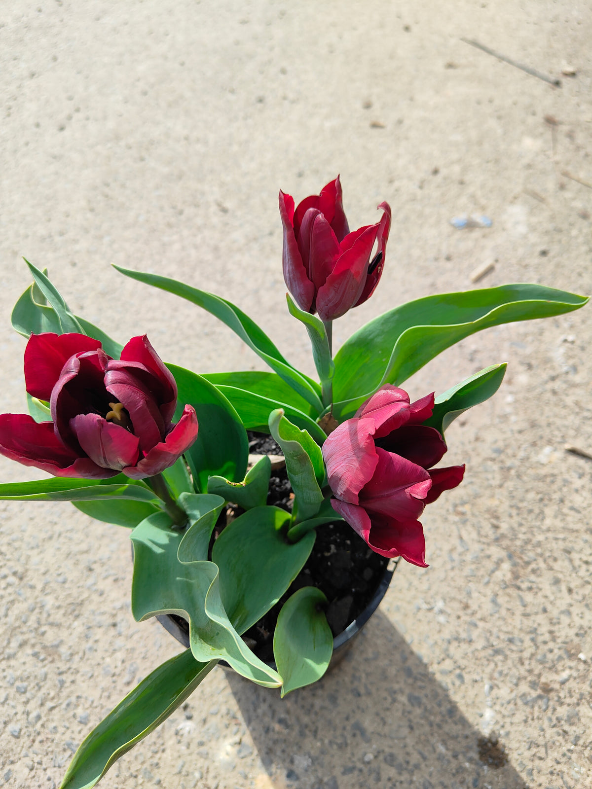 PL0043 Tulip, Tulipa hybrida Ronaldo,  郁金香  Pot Size: 14 cm