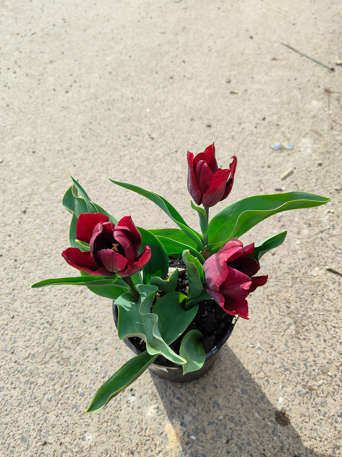 PL0043 Tulip, Tulipa hybrida Ronaldo,  郁金香  Pot Size: 14 cm