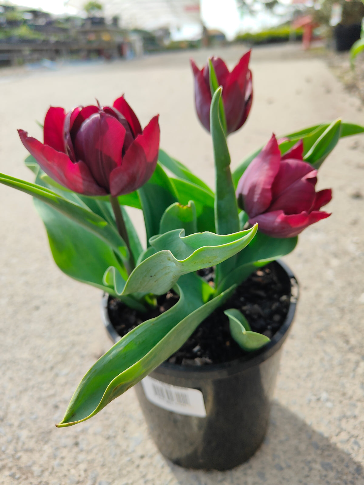 PL0043 Tulip, Tulipa hybrida Ronaldo,  郁金香  Pot Size: 14 cm