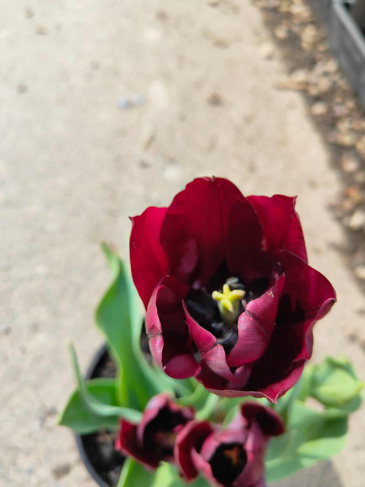 PL0043 Tulip, Tulipa hybrida Ronaldo,  郁金香  Pot Size: 14 cm