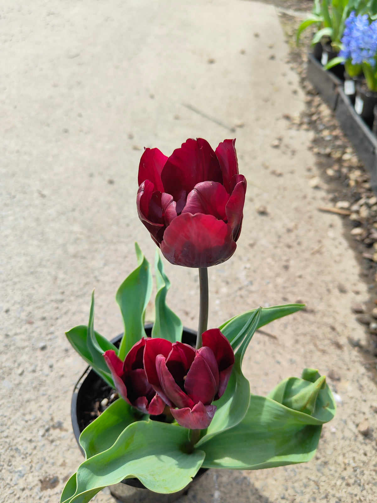 PL0043 Tulip, Tulipa hybrida Ronaldo,  郁金香  Pot Size: 14 cm