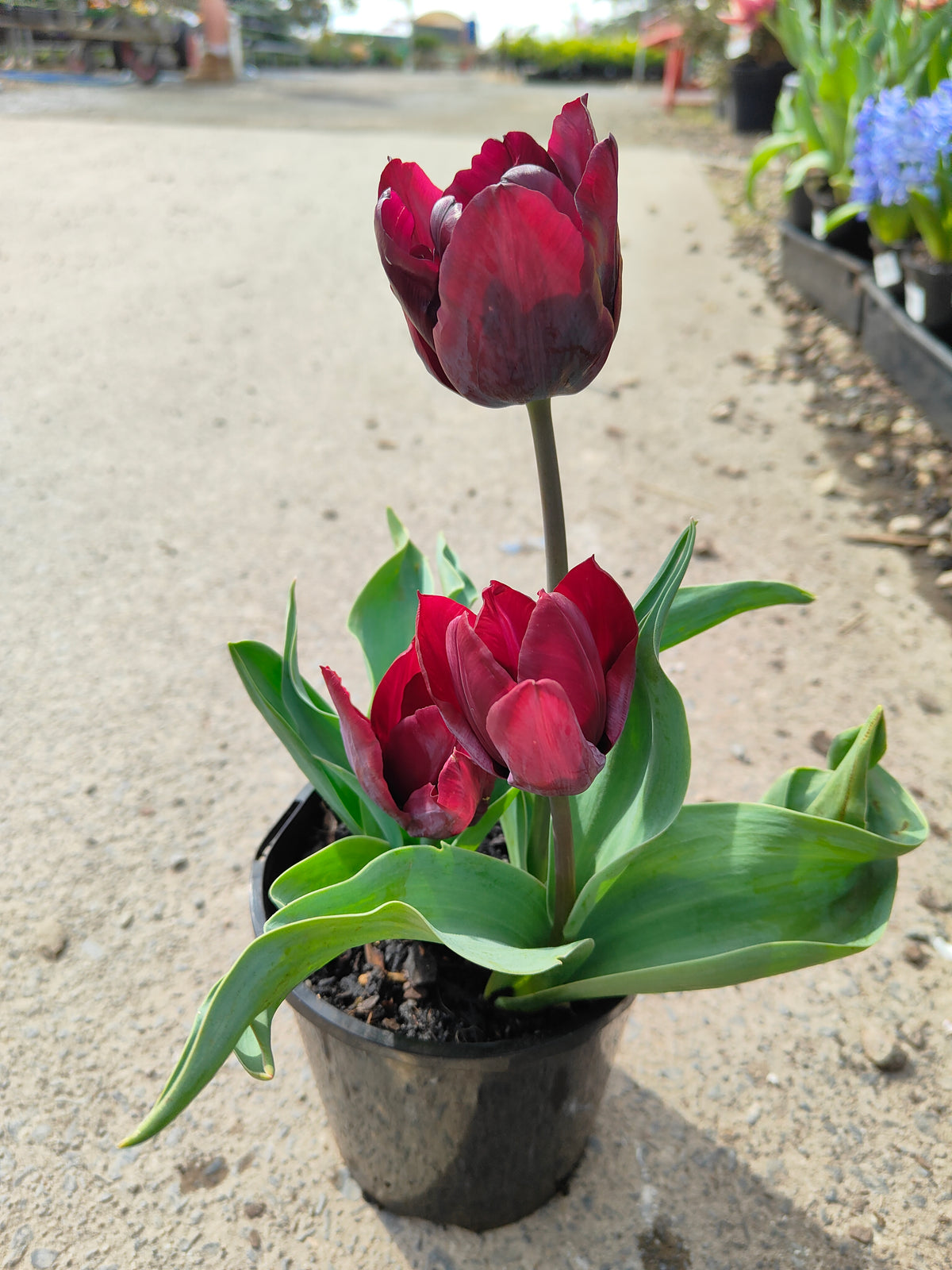 PL0043 Tulip, Tulipa hybrida Ronaldo,  郁金香  Pot Size: 14 cm