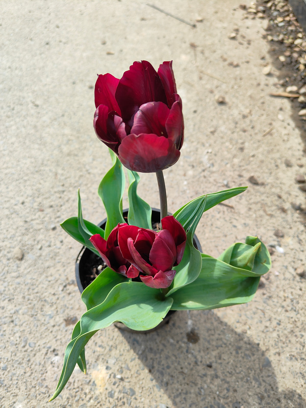PL0043 Tulip, Tulipa hybrida Ronaldo,  郁金香  Pot Size: 14 cm