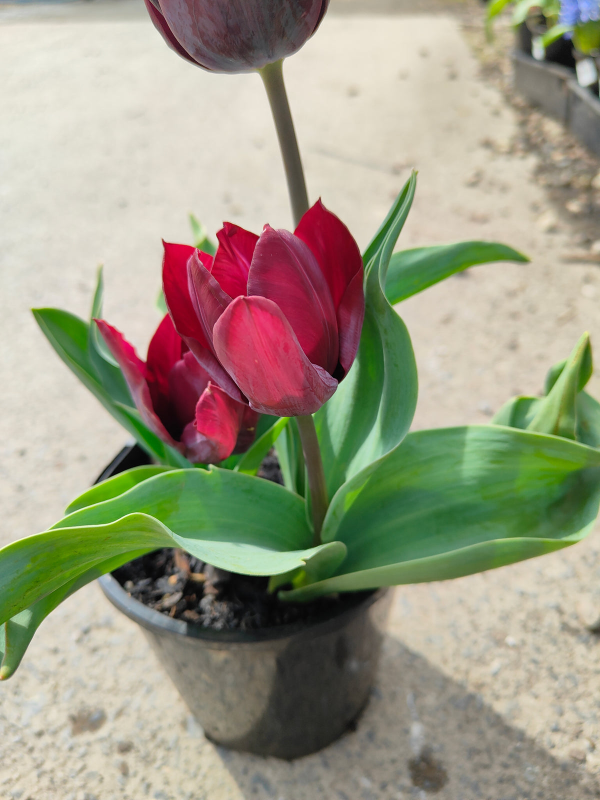 PL0043 Tulip, Tulipa hybrida Ronaldo,  郁金香  Pot Size: 14 cm