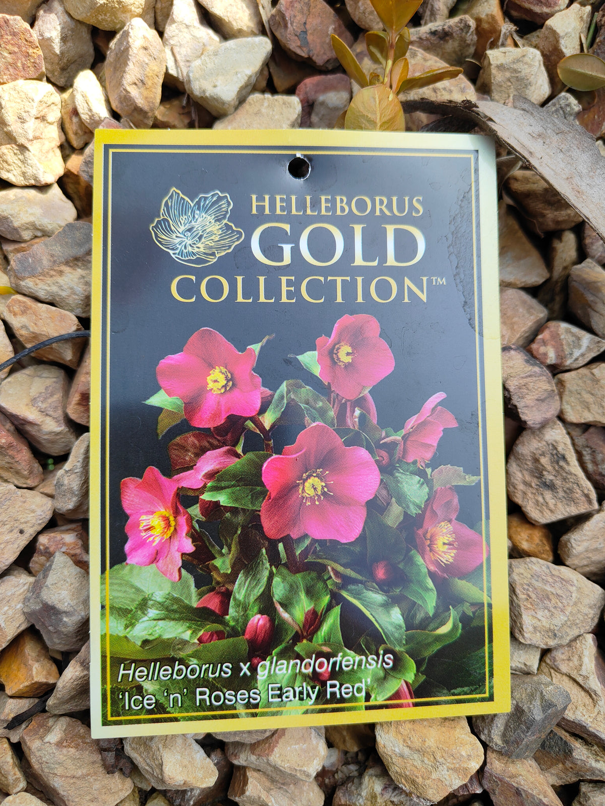 PL0025 HGC Ice N Roses Red, Winter Rose, Lenten Rose, Hellebore, Helleborus glandorfensis 冰雪玫瑰红、冬玫瑰、四旬斋玫瑰、铁筷子 Pot Sizes: 17 cm, 20 cm