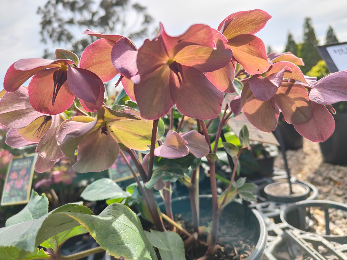 PL0025 HGC Ice N Roses Red, Winter Rose, Lenten Rose, Hellebore, Helleborus glandorfensis 冰雪玫瑰红、冬玫瑰、四旬斋玫瑰、铁筷子 Pot Sizes: 17 cm, 20 cm