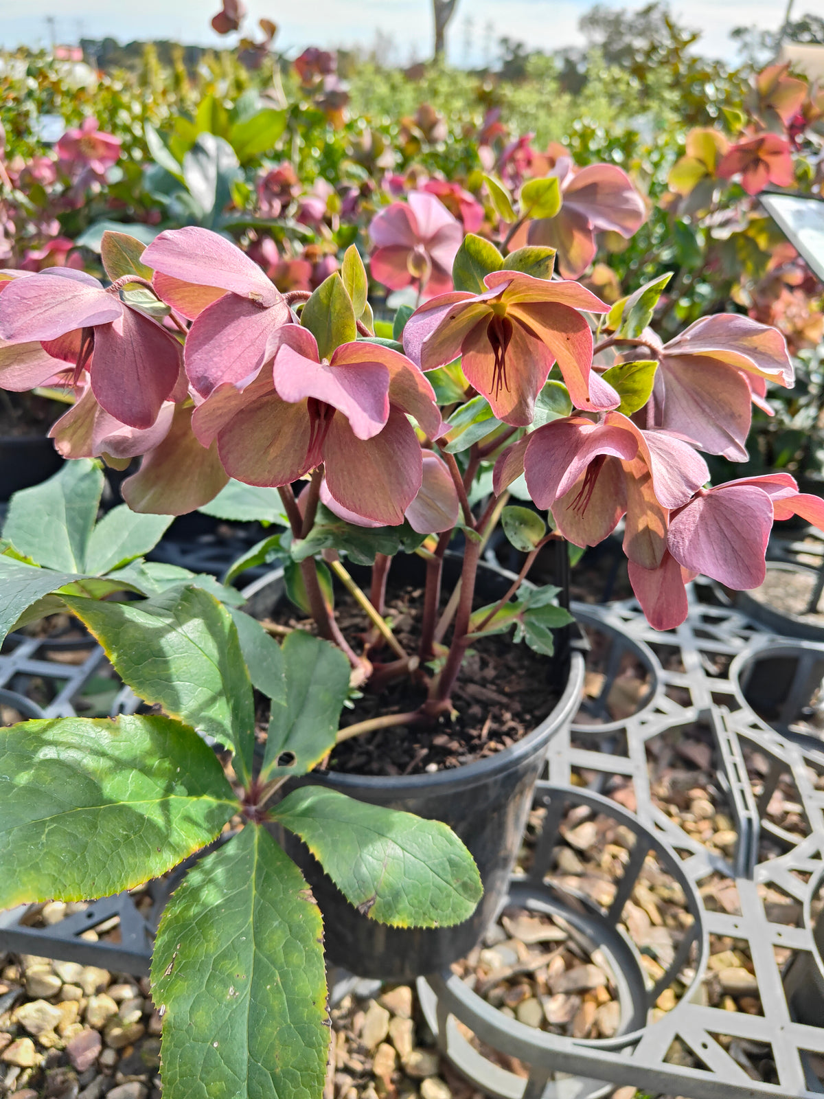 PL0025 HGC Ice N Roses Red, Winter Rose, Lenten Rose, Hellebore, Helleborus glandorfensis 冰雪玫瑰红、冬玫瑰、四旬斋玫瑰、铁筷子 Pot Sizes: 17 cm, 20 cm