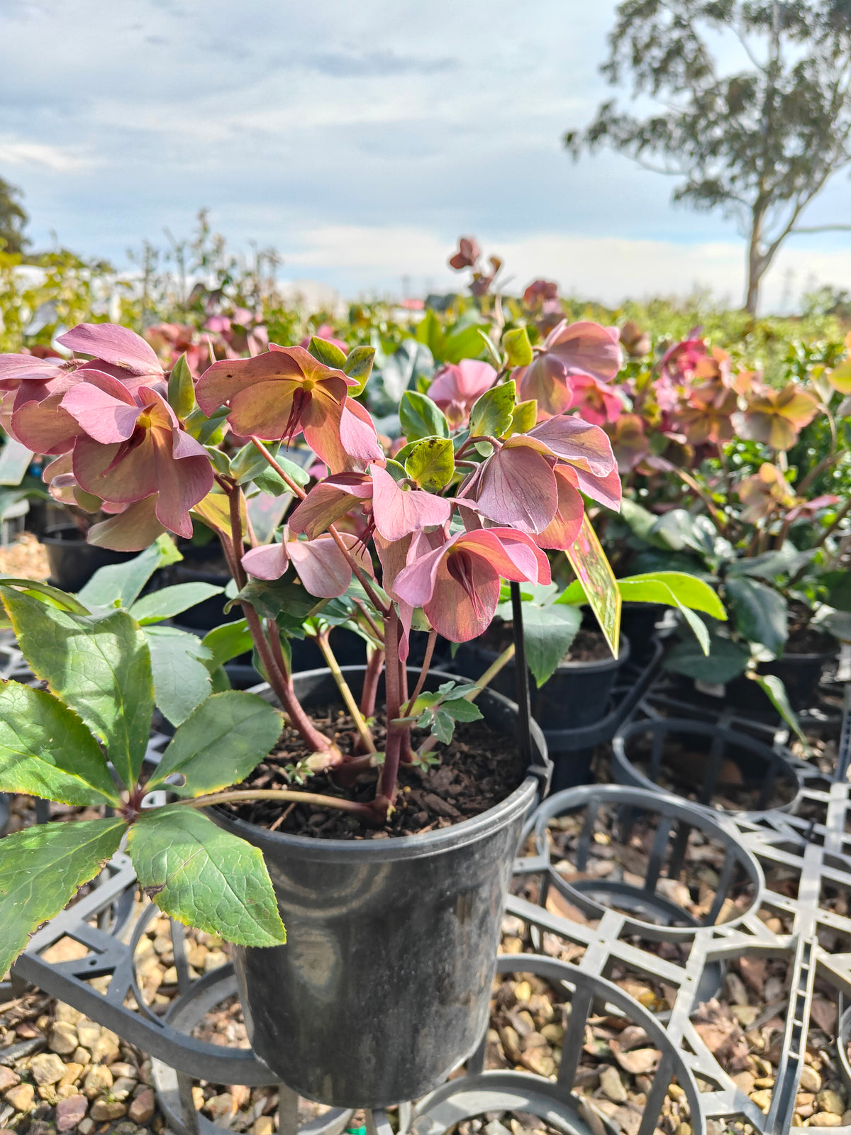 PL0025 HGC Ice N Roses Red, Winter Rose, Lenten Rose, Hellebore, Helleborus glandorfensis 冰雪玫瑰红、冬玫瑰、四旬斋玫瑰、铁筷子 Pot Sizes: 17 cm, 20 cm