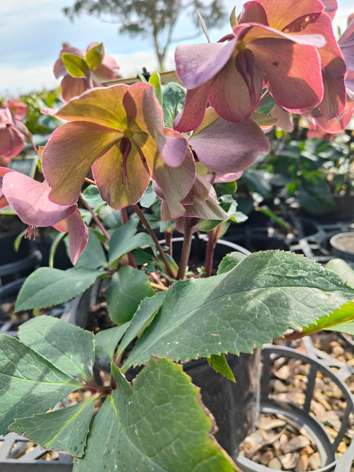 PL0025 HGC Ice N Roses Red, Winter Rose, Lenten Rose, Hellebore, Helleborus glandorfensis 冰雪玫瑰红、冬玫瑰、四旬斋玫瑰、铁筷子 Pot Sizes: 17 cm, 20 cm