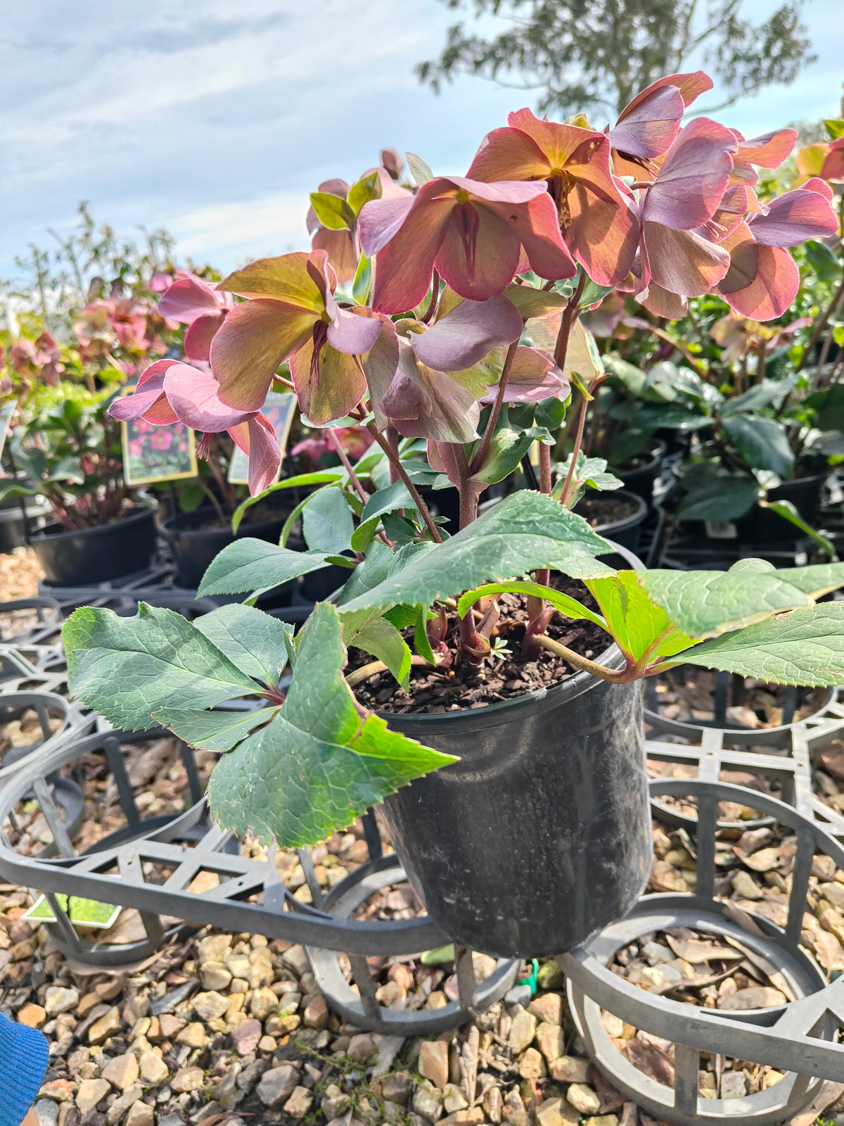 PL0025 HGC Ice N Roses Red, Winter Rose, Lenten Rose, Hellebore, Helleborus glandorfensis 冰雪玫瑰红、冬玫瑰、四旬斋玫瑰、铁筷子 Pot Sizes: 17 cm, 20 cm