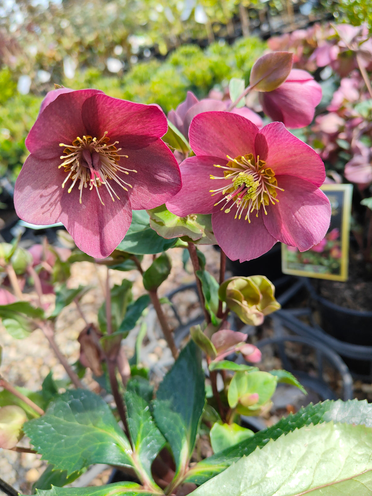 PL0025 HGC Ice N Roses Red, Winter Rose, Lenten Rose, Hellebore, Helleborus glandorfensis 冰雪玫瑰红、冬玫瑰、四旬斋玫瑰、铁筷子 Pot Sizes: 17 cm, 20 cm