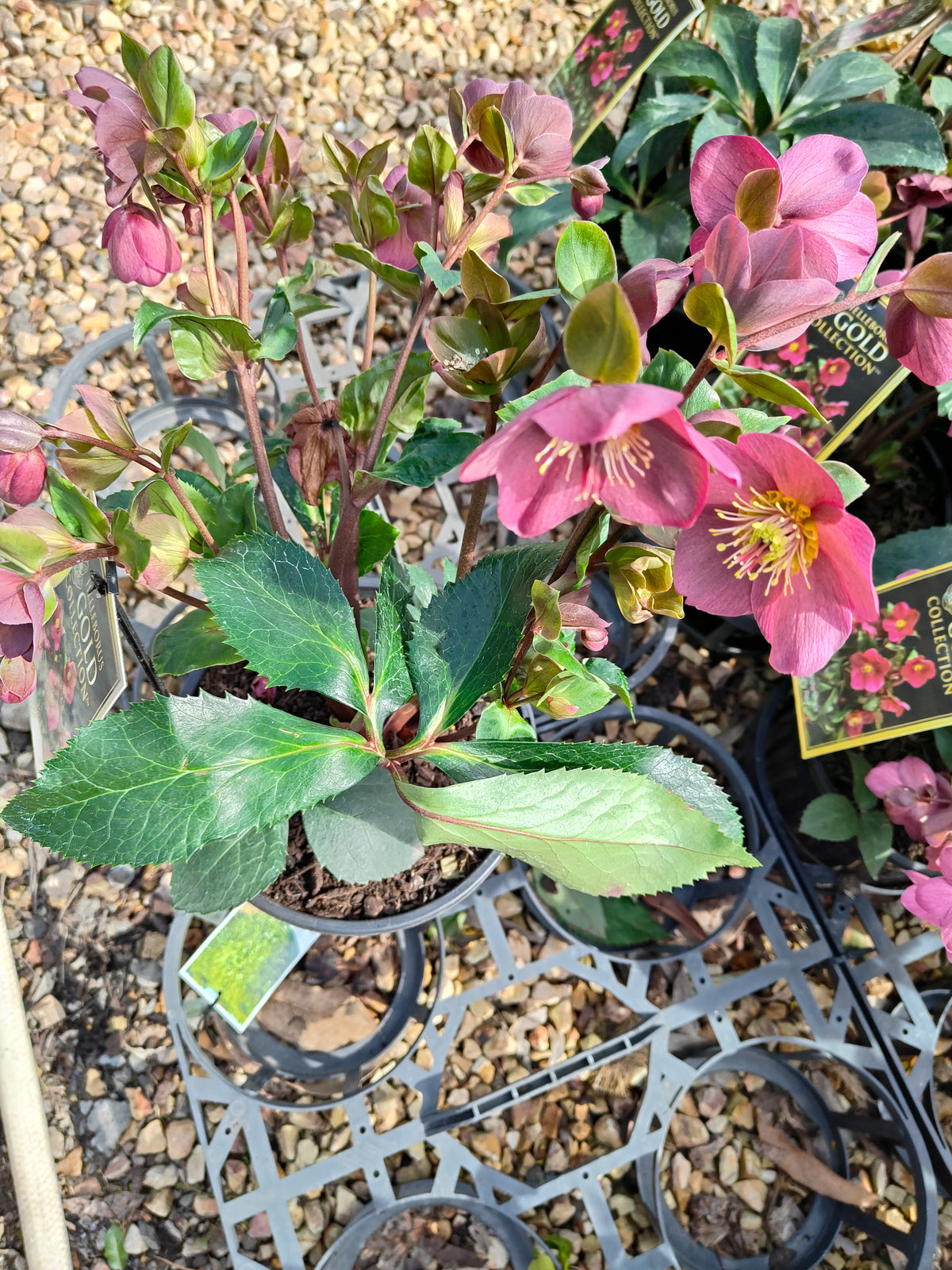 PL0025 HGC Ice N Roses Red, Winter Rose, Lenten Rose, Hellebore, Helleborus glandorfensis 冰雪玫瑰红、冬玫瑰、四旬斋玫瑰、铁筷子 Pot Sizes: 17 cm, 20 cm