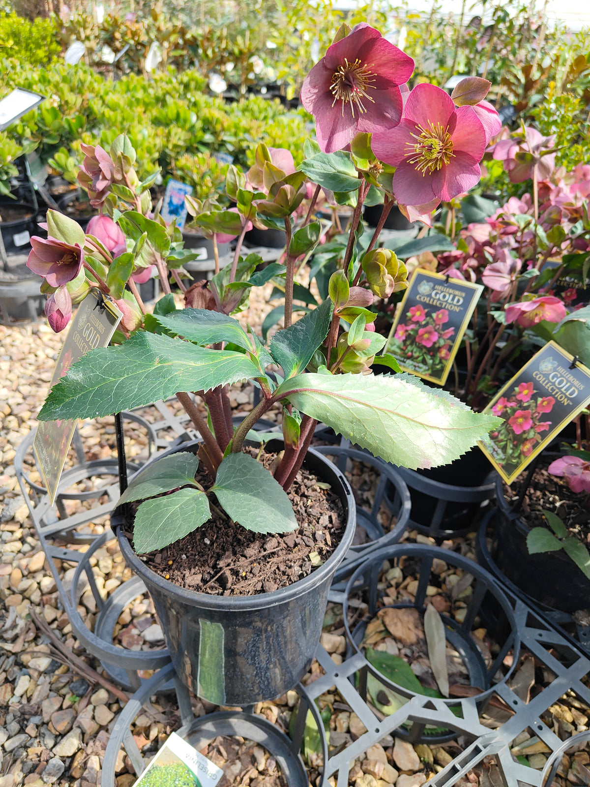 PL0025 HGC Ice N Roses Red, Winter Rose, Lenten Rose, Hellebore, Helleborus glandorfensis 冰雪玫瑰红、冬玫瑰、四旬斋玫瑰、铁筷子 Pot Sizes: 17 cm, 20 cm
