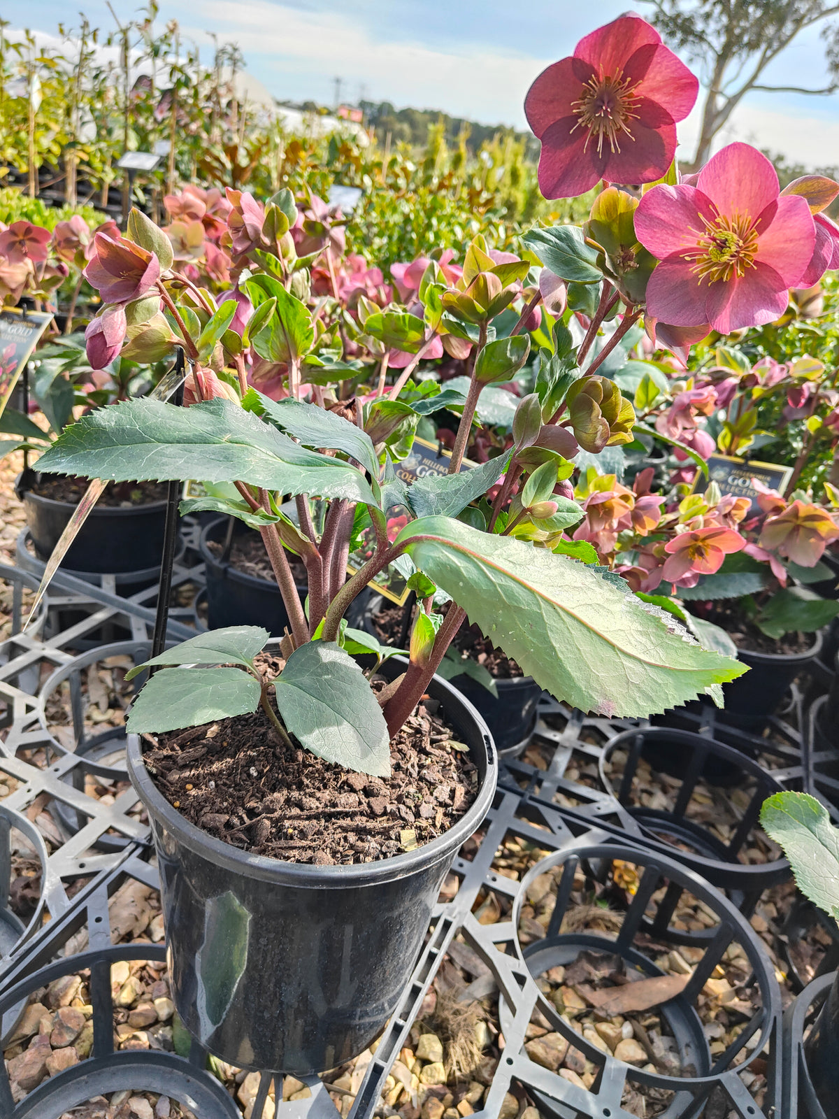 PL0025 HGC Ice N Roses Red, Winter Rose, Lenten Rose, Hellebore, Helleborus glandorfensis 冰雪玫瑰红、冬玫瑰、四旬斋玫瑰、铁筷子 Pot Sizes: 17 cm, 20 cm