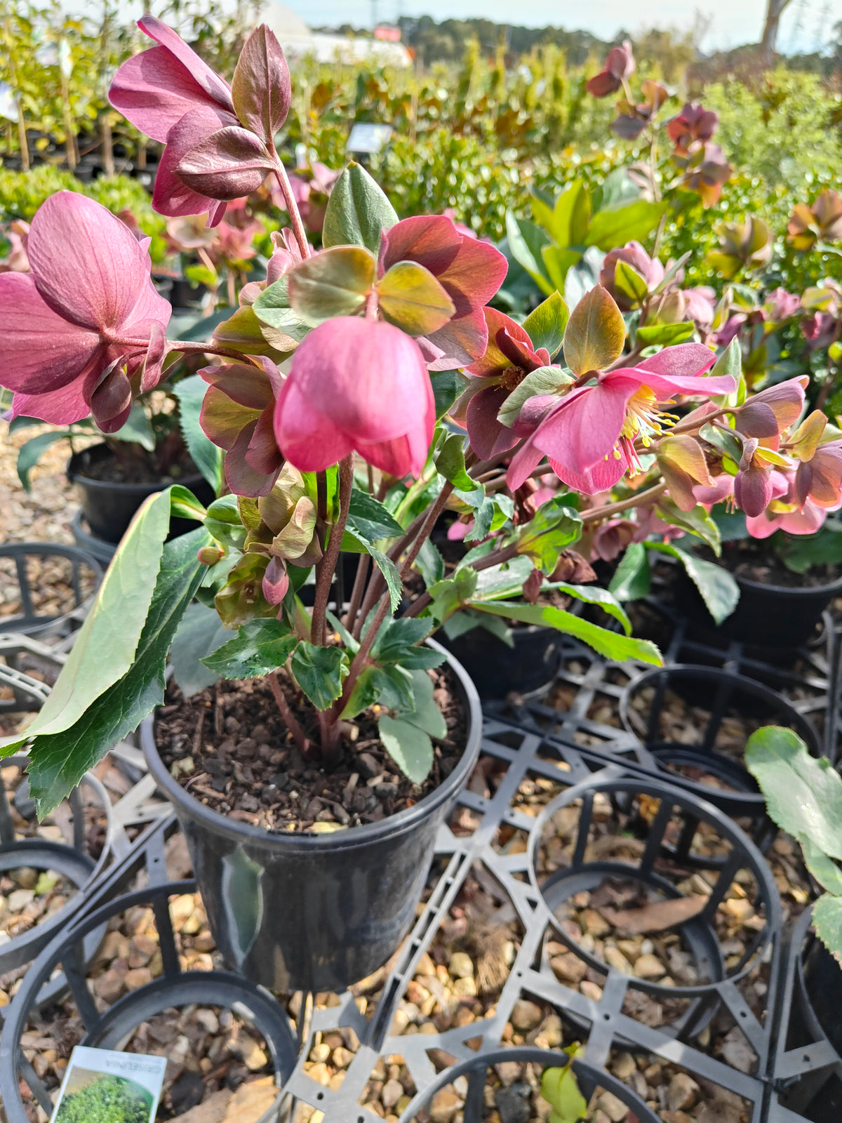 PL0025 HGC Ice N Roses Red, Winter Rose, Lenten Rose, Hellebore, Helleborus glandorfensis 冰雪玫瑰红、冬玫瑰、四旬斋玫瑰、铁筷子 Pot Sizes: 17 cm, 20 cm