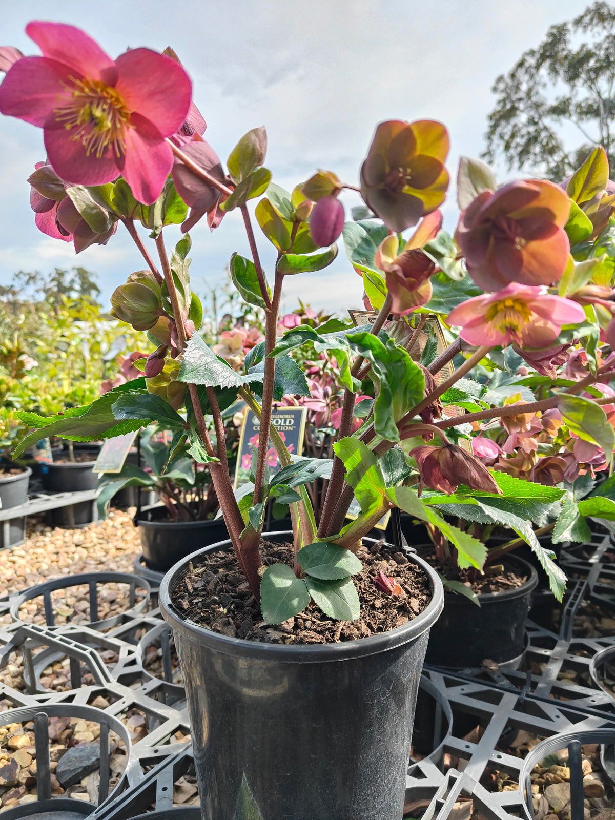 PL0025 HGC Ice N Roses Red, Winter Rose, Lenten Rose, Hellebore, Helleborus glandorfensis 冰雪玫瑰红、冬玫瑰、四旬斋玫瑰、铁筷子 Pot Sizes: 17 cm, 20 cm