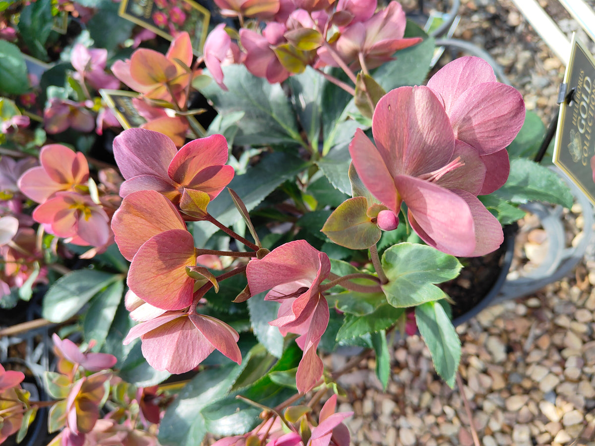 PL0025 HGC Ice N Roses Red, Winter Rose, Lenten Rose, Hellebore, Helleborus glandorfensis 冰雪玫瑰红、冬玫瑰、四旬斋玫瑰、铁筷子 Pot Sizes: 17 cm, 20 cm