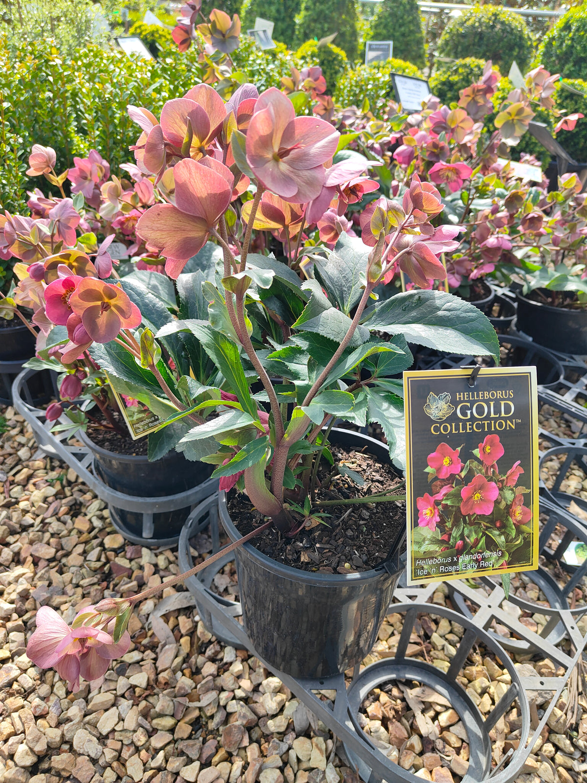 PL0025 HGC Ice N Roses Red, Winter Rose, Lenten Rose, Hellebore, Helleborus glandorfensis 冰雪玫瑰红、冬玫瑰、四旬斋玫瑰、铁筷子 Pot Sizes: 17 cm, 20 cm