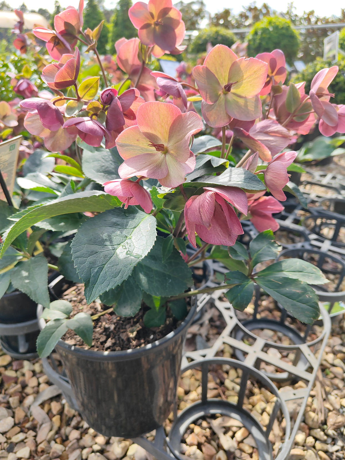 PL0025 HGC Ice N Roses Red, Winter Rose, Lenten Rose, Hellebore, Helleborus glandorfensis 冰雪玫瑰红、冬玫瑰、四旬斋玫瑰、铁筷子 Pot Sizes: 17 cm, 20 cm
