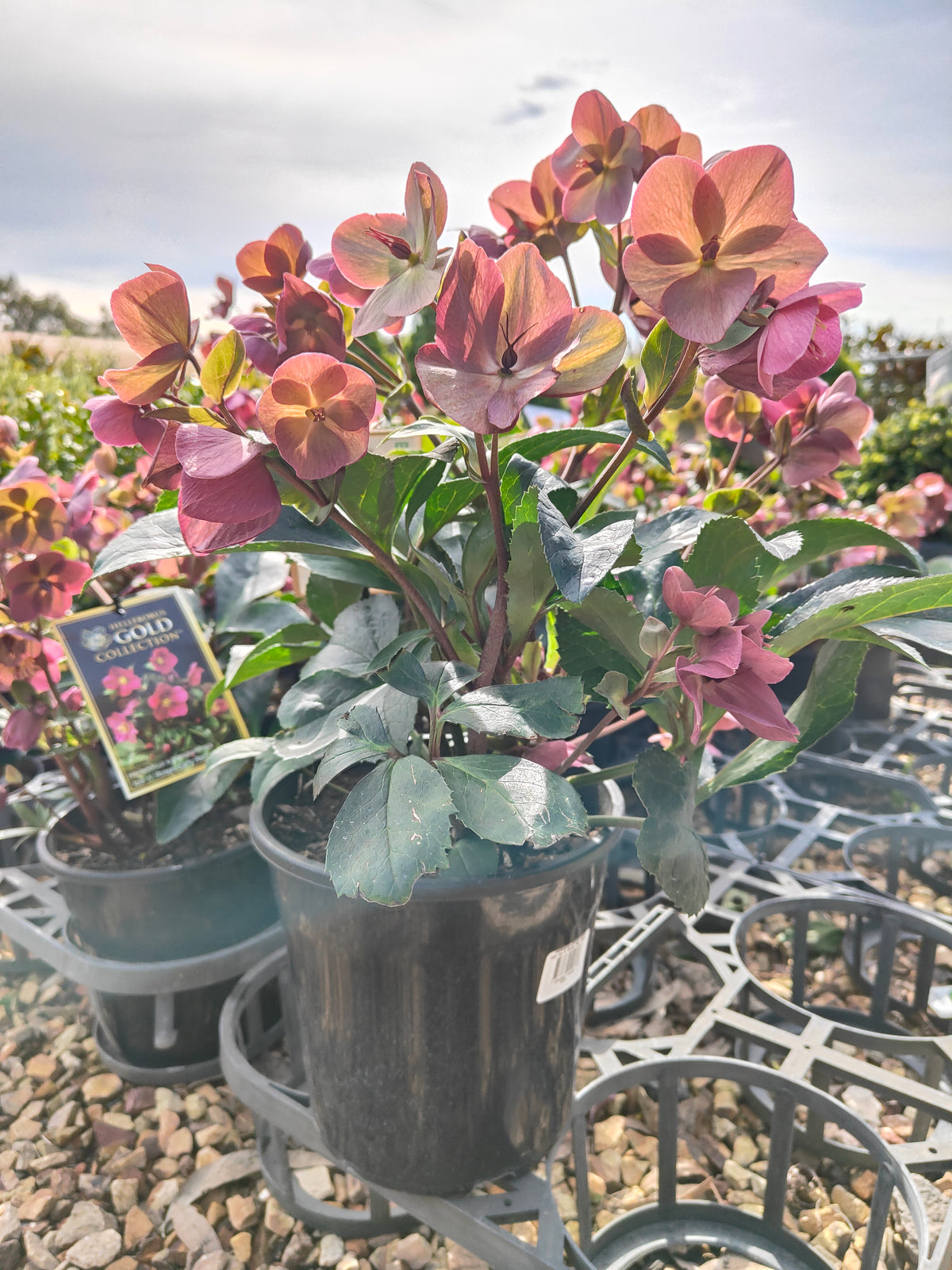 PL0025 HGC Ice N Roses Red, Winter Rose, Lenten Rose, Hellebore, Helleborus glandorfensis 冰雪玫瑰红、冬玫瑰、四旬斋玫瑰、铁筷子 Pot Sizes: 17 cm, 20 cm